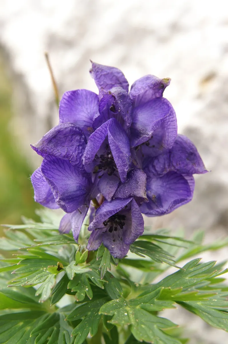 Monkshood (Aconitum Napellus) — perennial for full or half; which will help in preventing powdery mildew, image 104