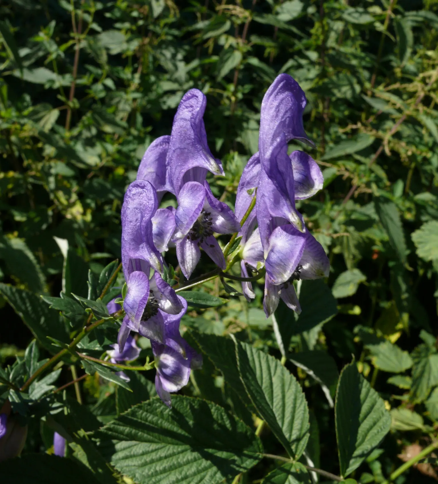 Monkshood (Aconitum Napellus) — Thriving in USDA Zones 3-7, it prefers partially shaded areas with well-drained, moist soil; it prefers part to, image 133