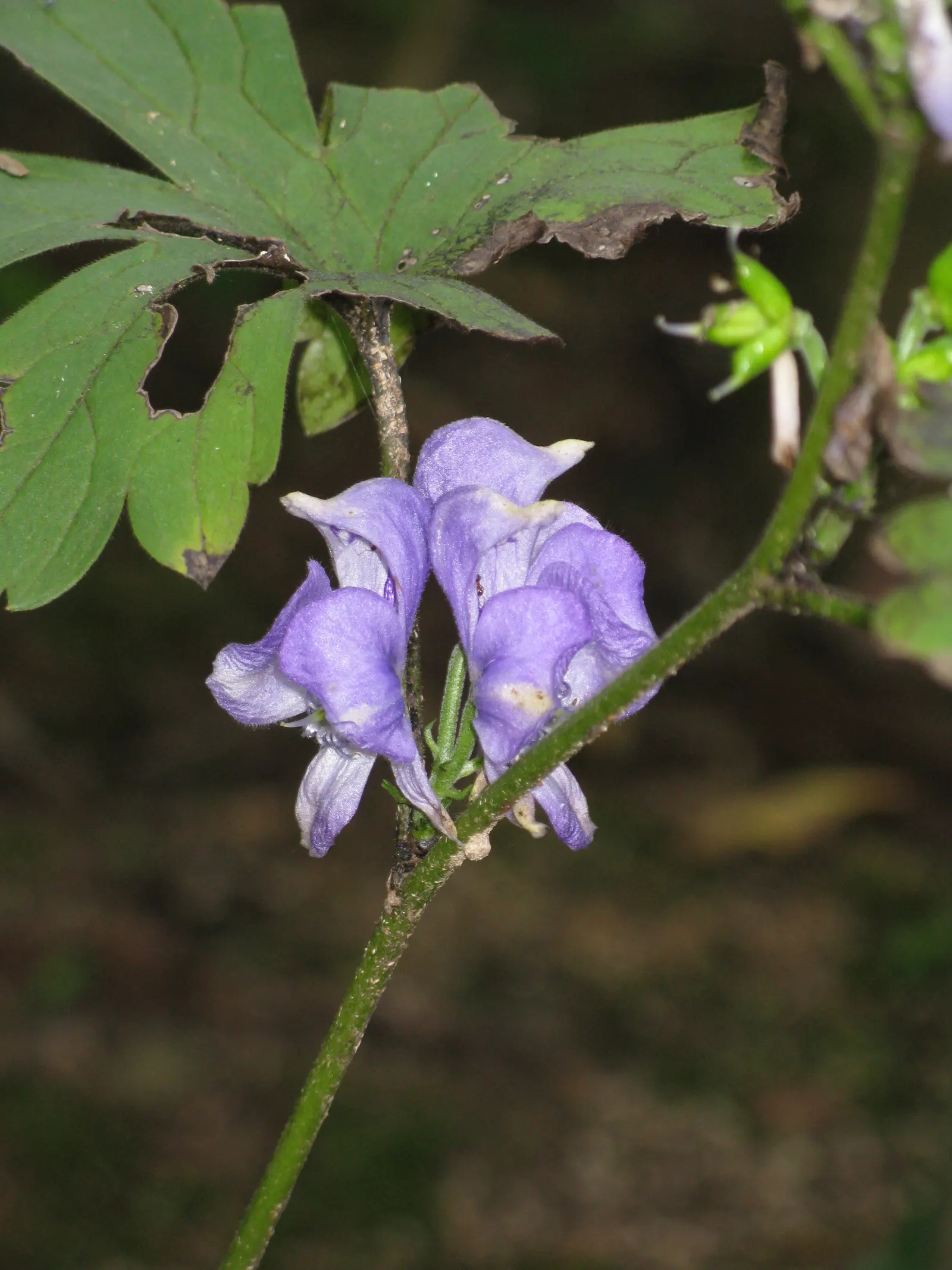 Monkshood (Aconitum Napellus) — as long as they are moist and well-draining.<br><br>Blooming from mid to late summer; perennial for full or half, image 149