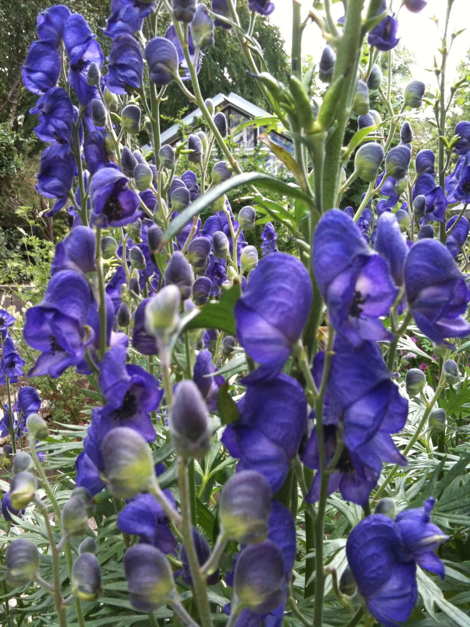 Monkshood (Aconitum Napellus) — scientifically known as Aconitum napellus; prized for deep blue-violet flowers resembling medieval hoods, image 138