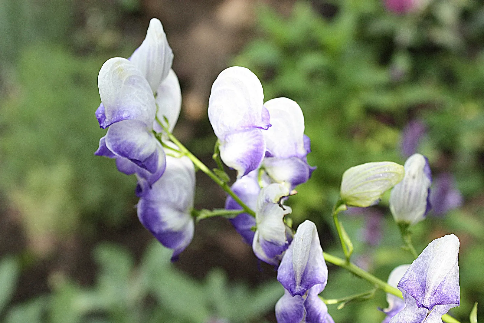 Monkshood (Aconitum Napellus) — It prefers part to full shade and does well in a range of soil types; as long as they are moist and, image 122
