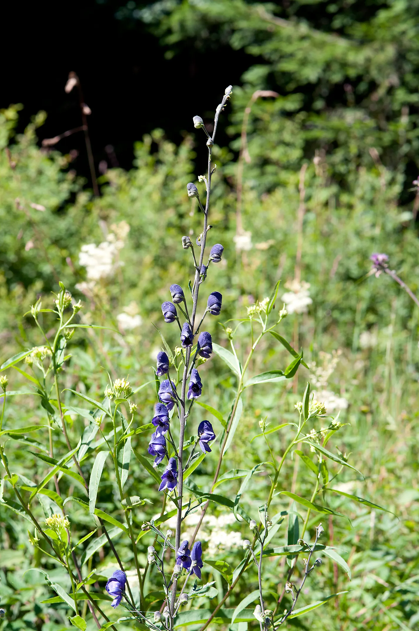 Monkshood (Aconitum Napellus) — It prefers part to full shade and does well in a range of soil types; as long as they are moist and