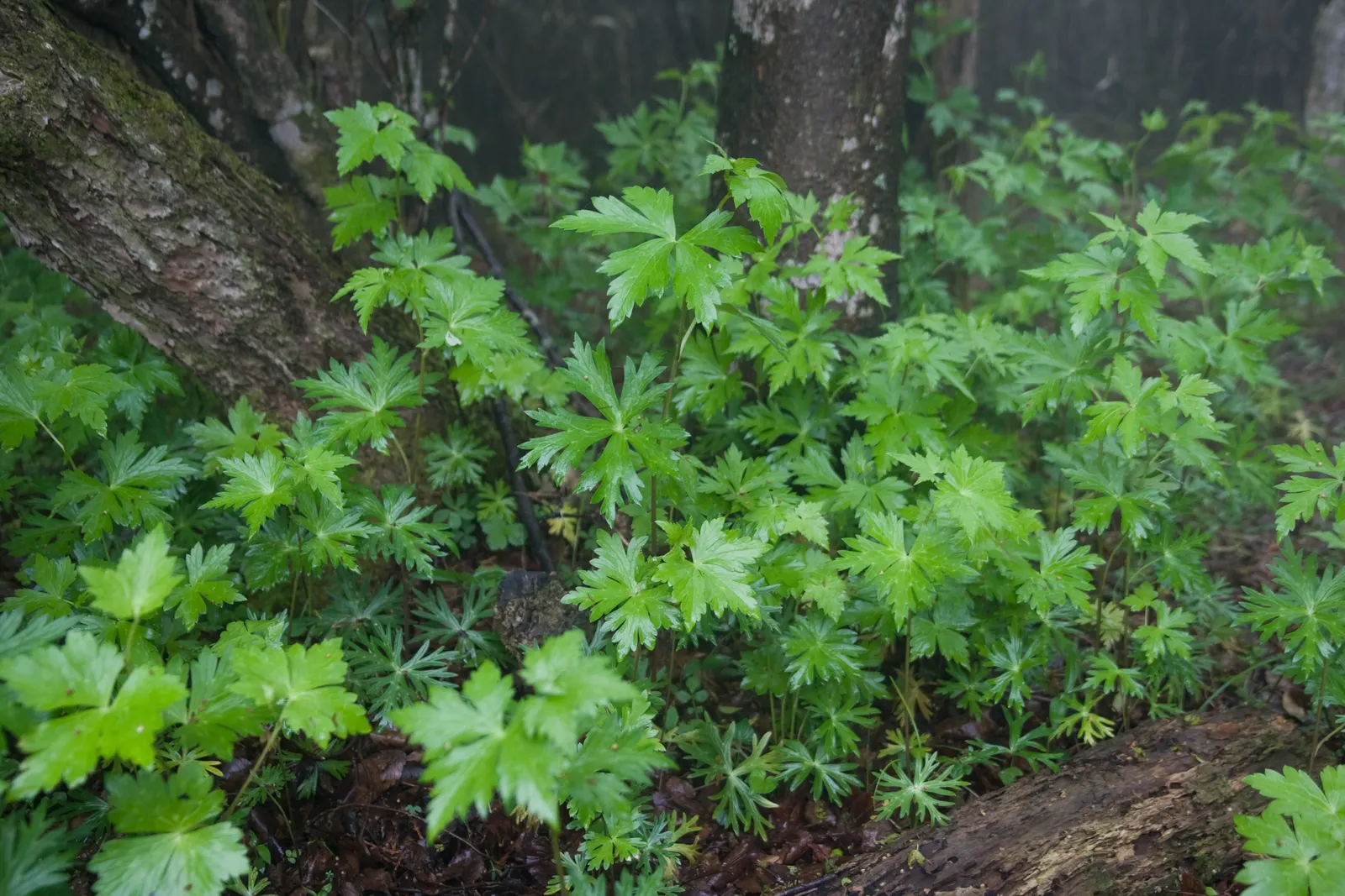 Monkshood (Aconitum Napellus) — Thriving in USDA Zones 3-7, it prefers partially shaded areas with well-drained, moist soil; it prefers part to, image 55