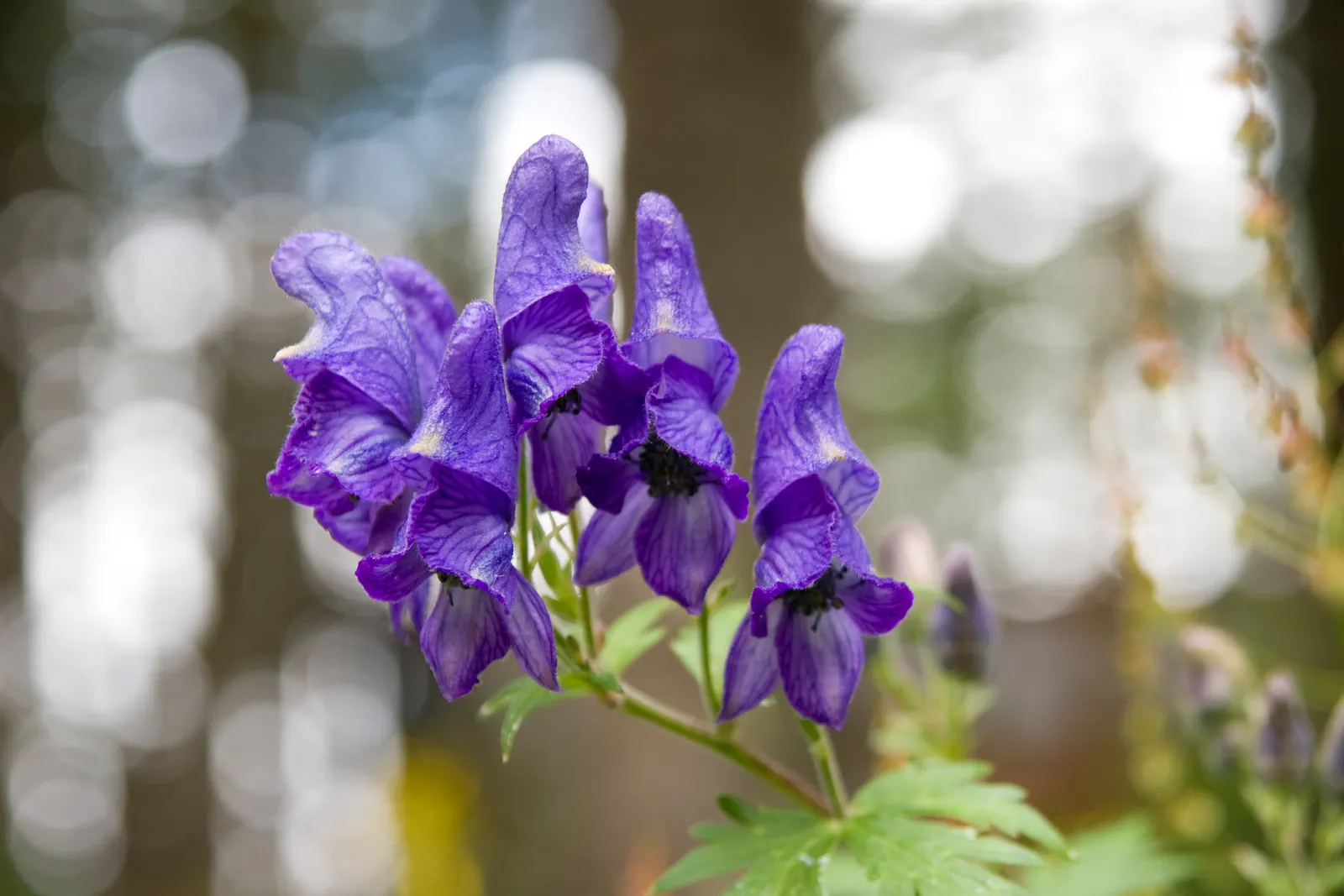 Monkshood (Aconitum Napellus) — Requiring minimal maintenance; this plant pairs well with ferns and astilbes, which complement its preferred, image 100