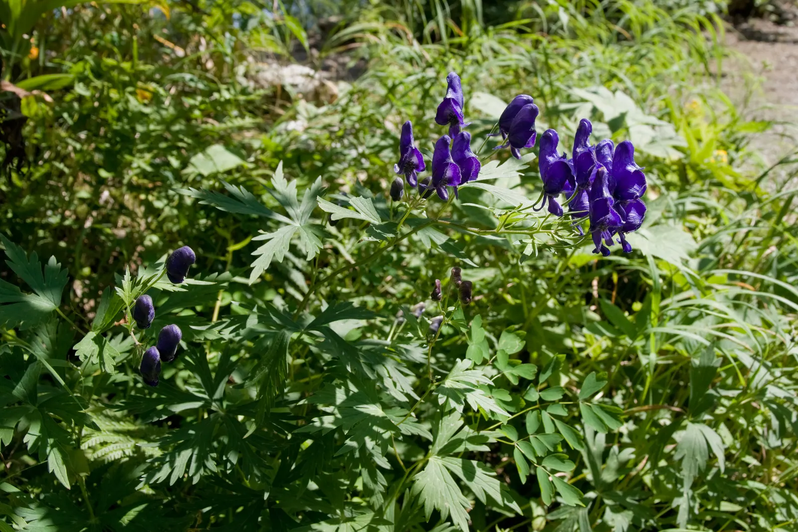 Monkshood (Aconitum Napellus) — Thriving in USDA Zones 3-7, it prefers partially shaded areas with well-drained, moist soil; it prefers part to full shade and