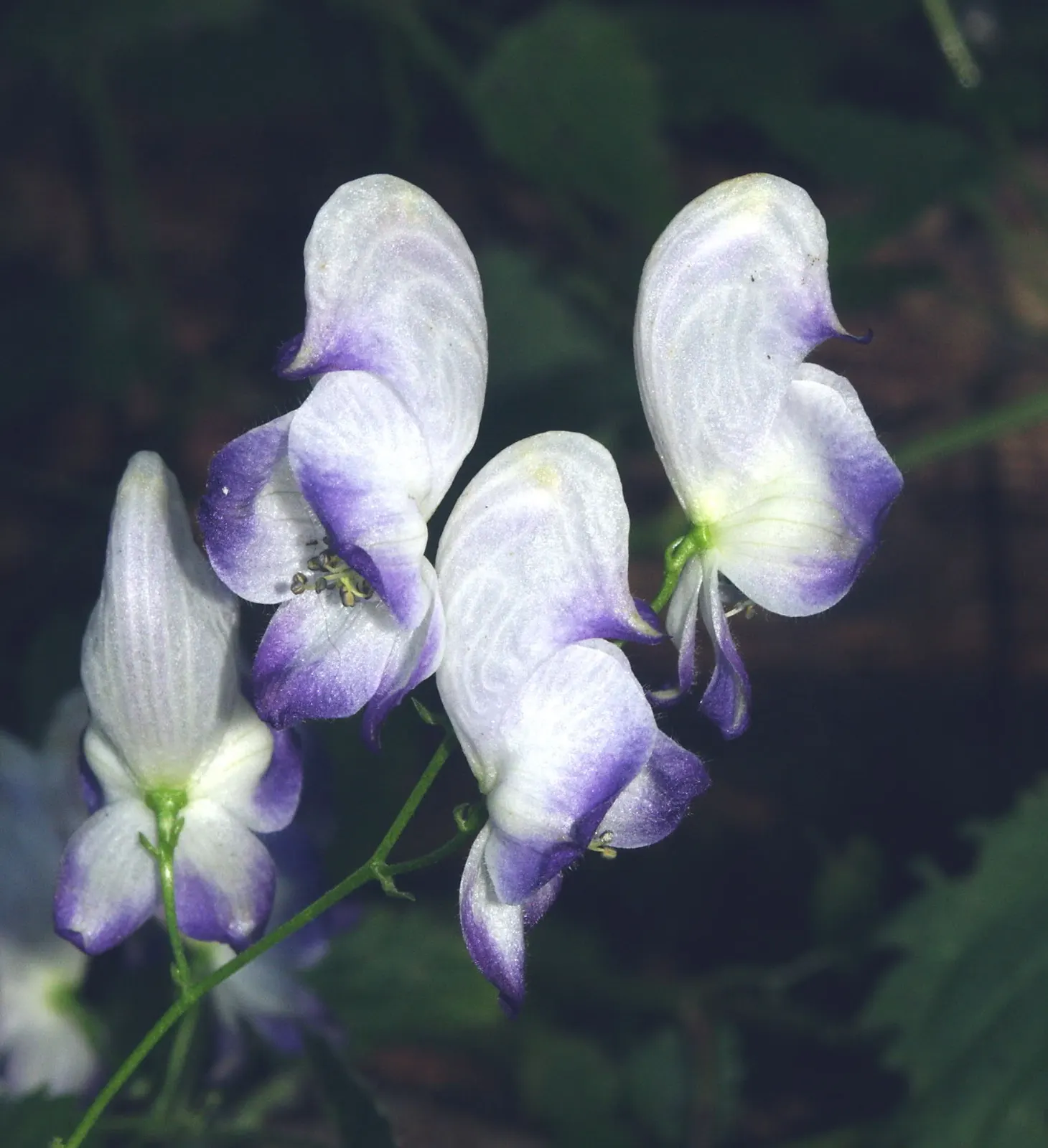 Monkshood (Aconitum Napellus) — Ideal for adding vertical interest in woodland gardens or border backdrops; reaching from 2 to 4 feet, image 58