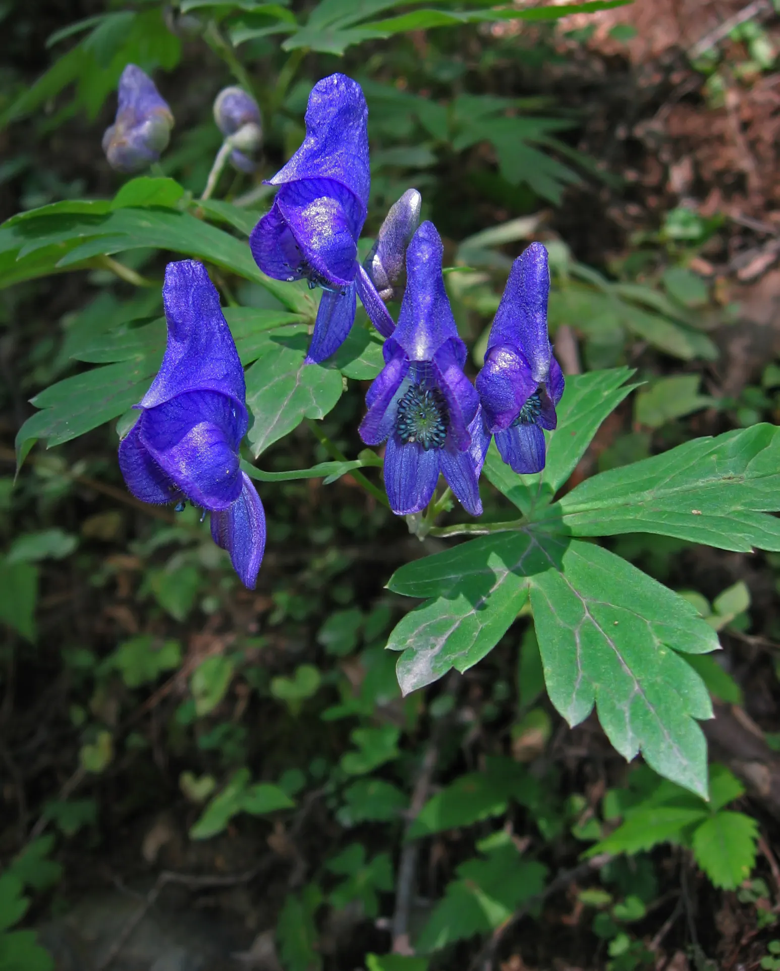 Monkshood (Aconitum Napellus) — which will help in preventing powdery mildew; reaches up to 4 feet tall, image 127