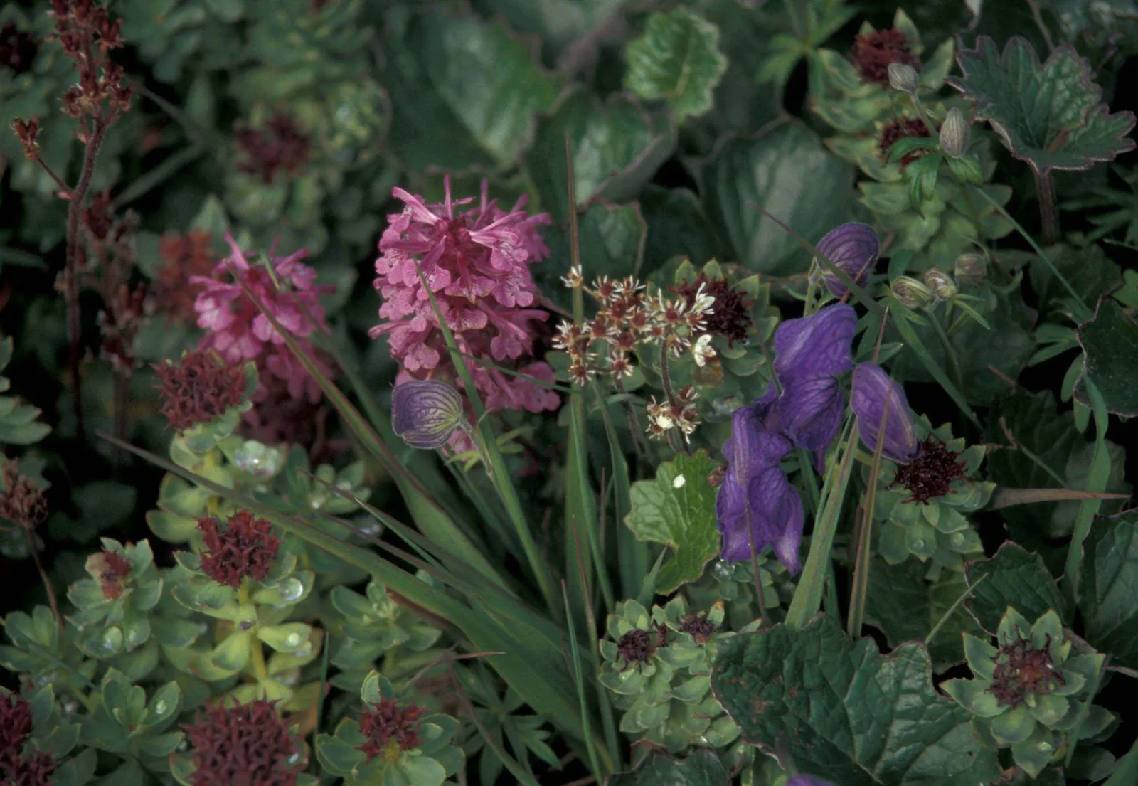 Monkshood (Aconitum Napellus) — this plant demands attention in any garden with its bold blooms and impressive height; thriving in USDA Zones 3-7, image 142