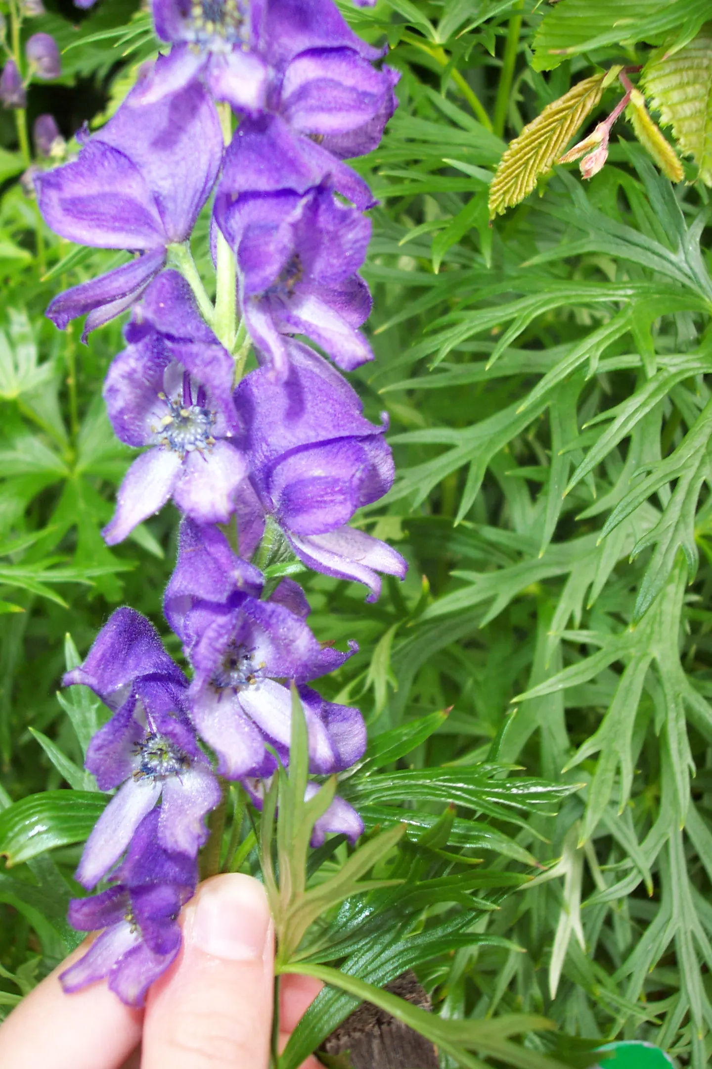 Monkshood (Aconitum Napellus) — prized for deep blue-violet flowers resembling medieval hoods; flowering midsummer to early fall, this perennial, image 105