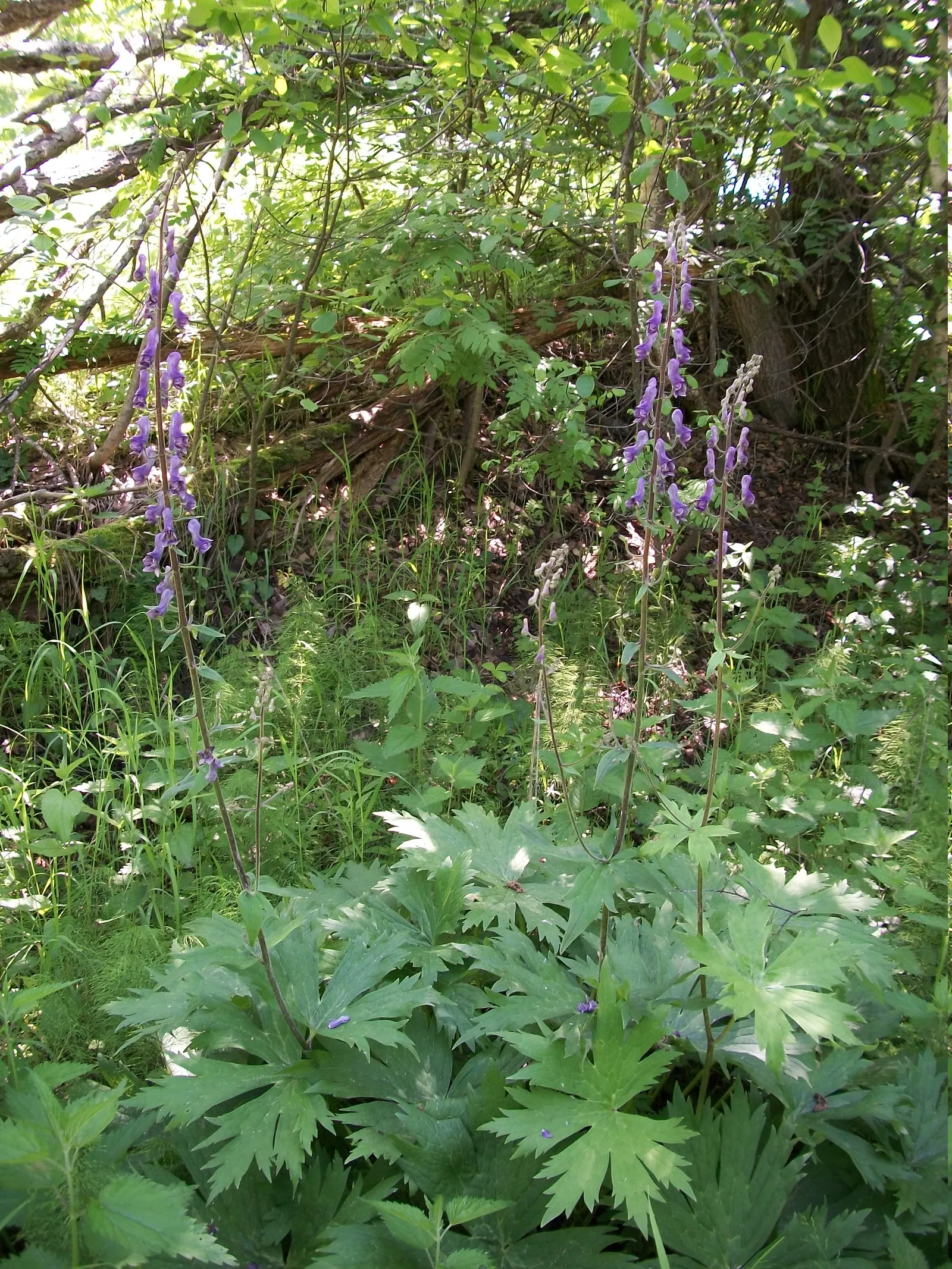 Monkshood (Aconitum Napellus) — or behind shorter plants that contrast its deep purple hues; maintain a distance from edible plants and children's, image 124