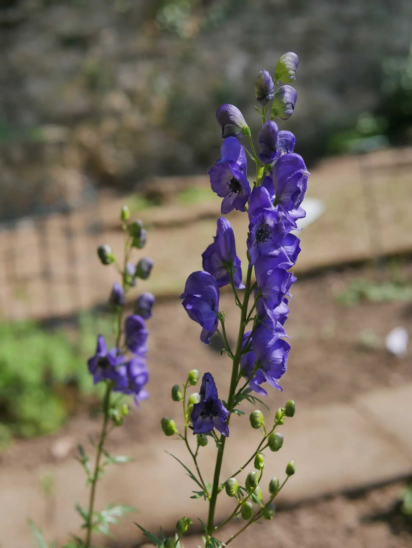 Monkshood (Aconitum Napellus) — perennial with blue and white blooms