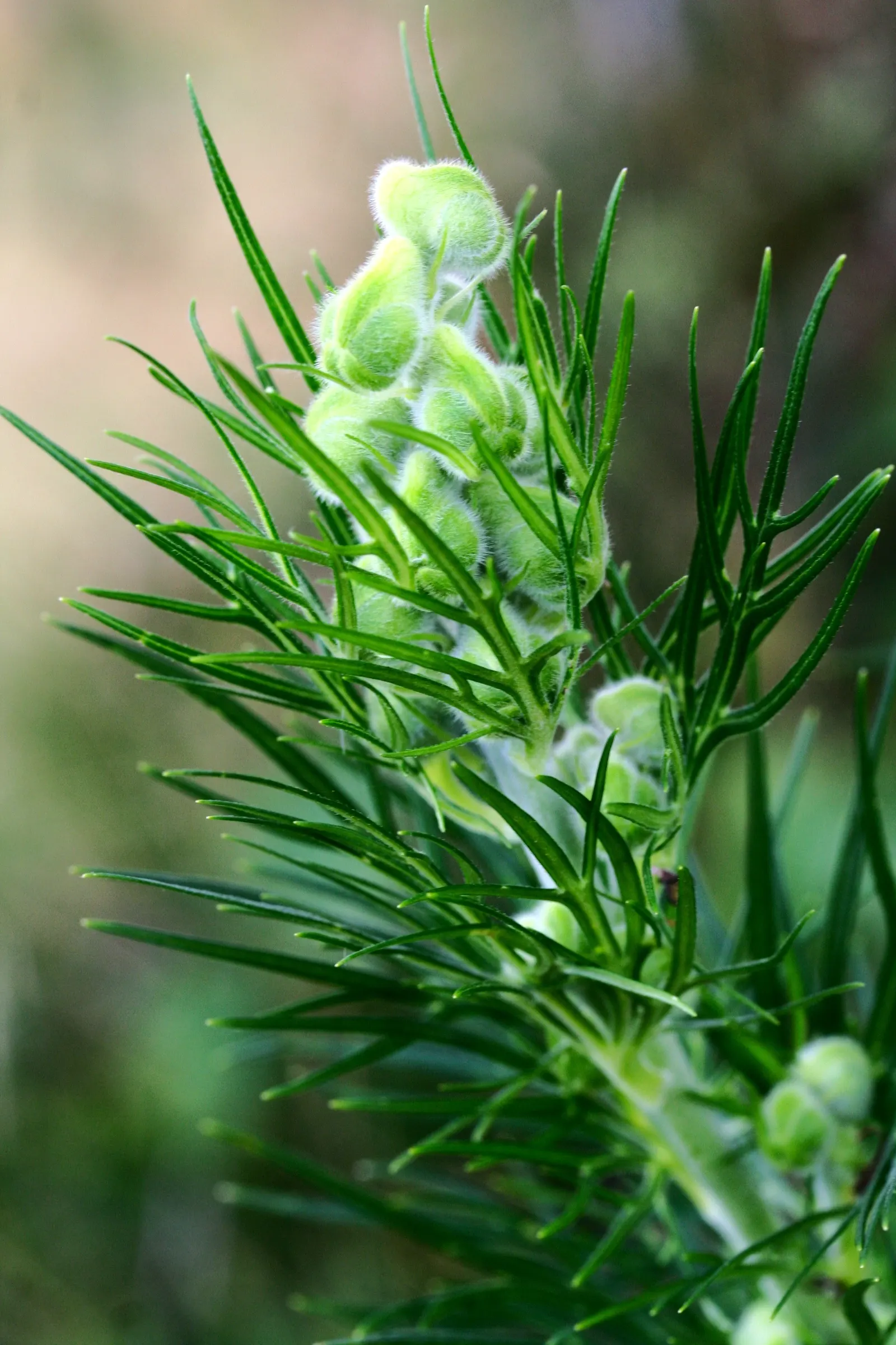 Monkshood (Aconitum Napellus) — Ideal for adding vertical interest in woodland gardens or border backdrops; reaching from 2 to 4 feet tall.<br><br>When
