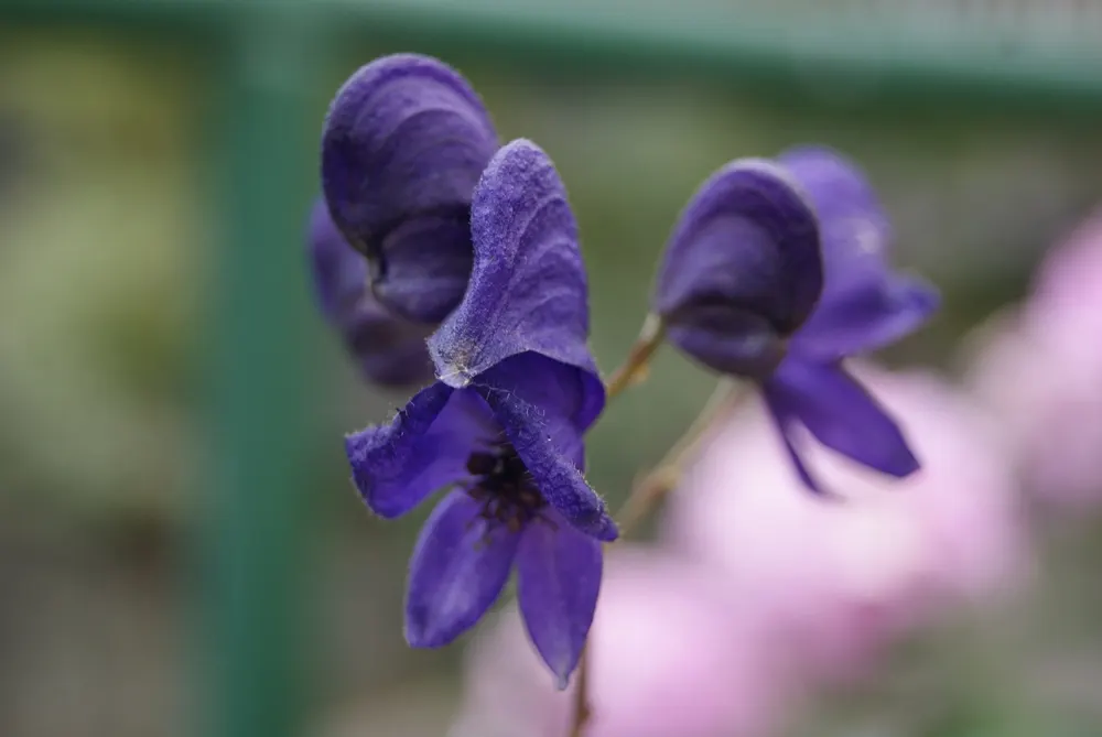 Monkshood (Aconitum Napellus) — reaches up to 4 feet tall; thriving in USDA Hardiness Zones 3 to 7