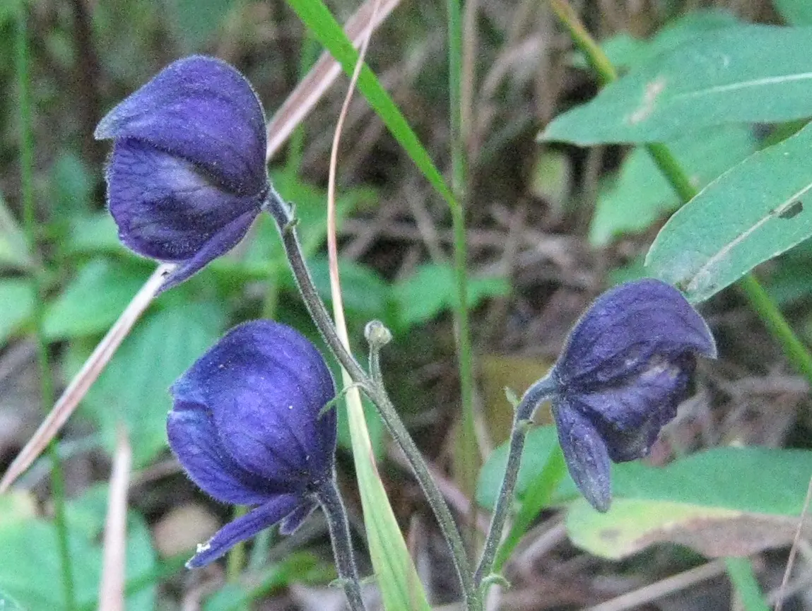 Monkshood (Aconitum Napellus) — Every part of the plant is poisonous if ingested