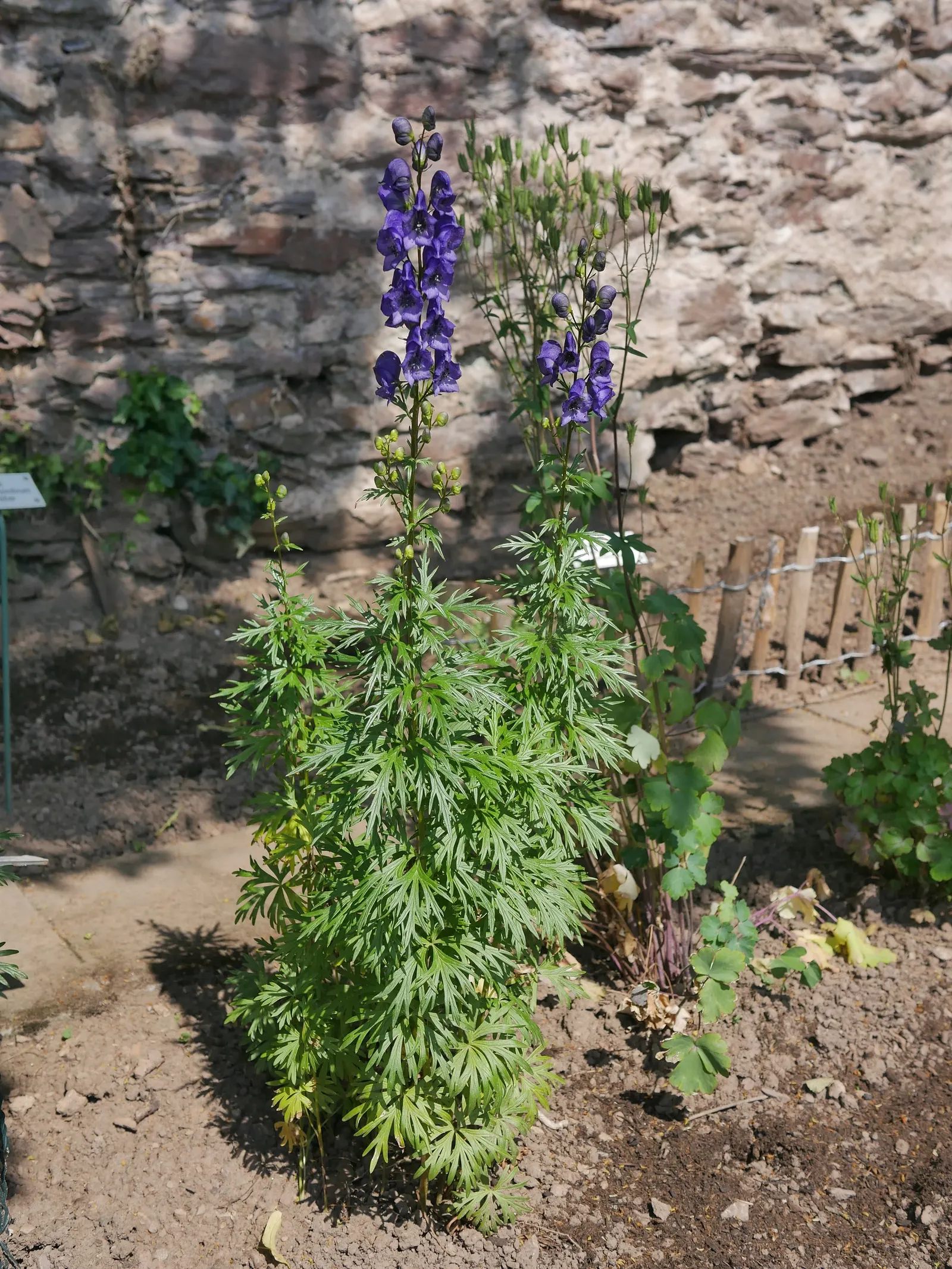 Monkshood (Aconitum Napellus) — Ideal for adding vertical interest in woodland gardens or border backdrops; reaching from 2 to 4 feet, image 110
