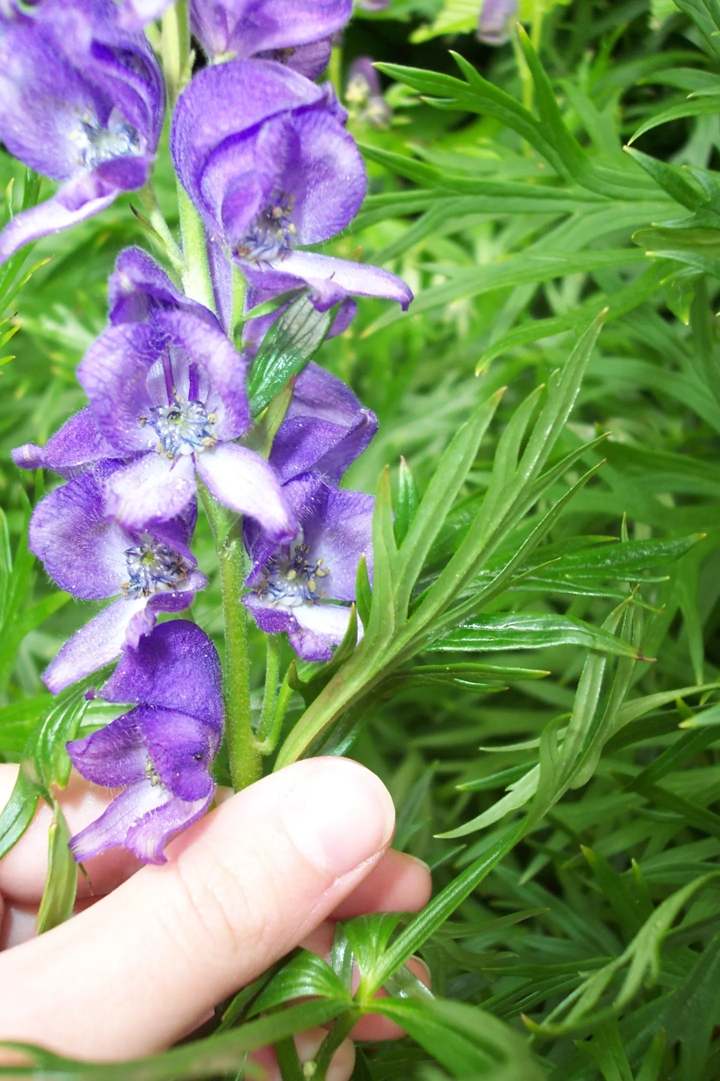 Monkshood (Aconitum Napellus) — Thriving in USDA Hardiness Zones 3 to 7; requiring minimal maintenance, image 89