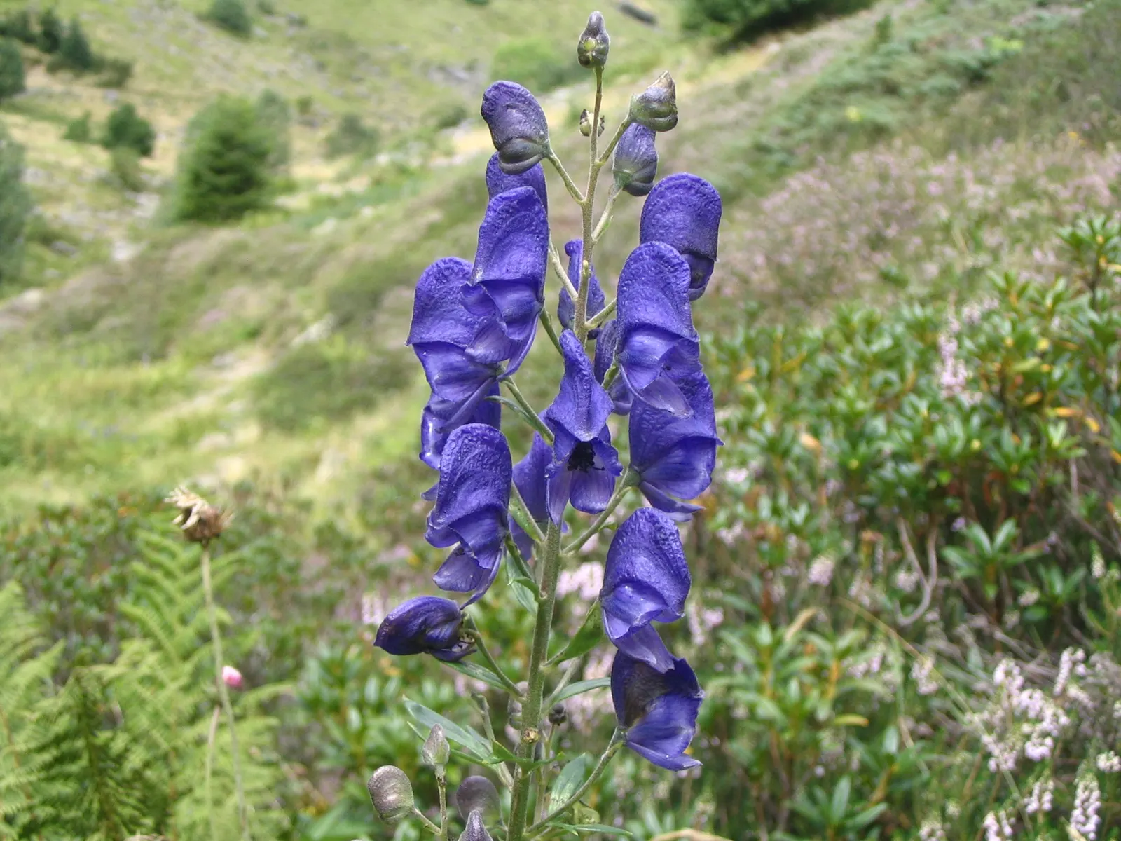 Monkshood (Aconitum Napellus) — away from areas frequented by pets or children; this plant demands attention in any garden with its bold blooms and, image 69
