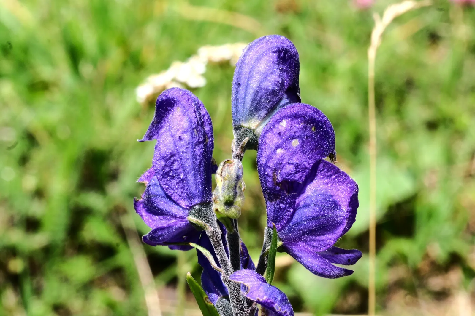Monkshood (Aconitum Napellus) — Maintain a distance from edible plants and children's play areas; or behind shorter plants that contrast its deep, image 59