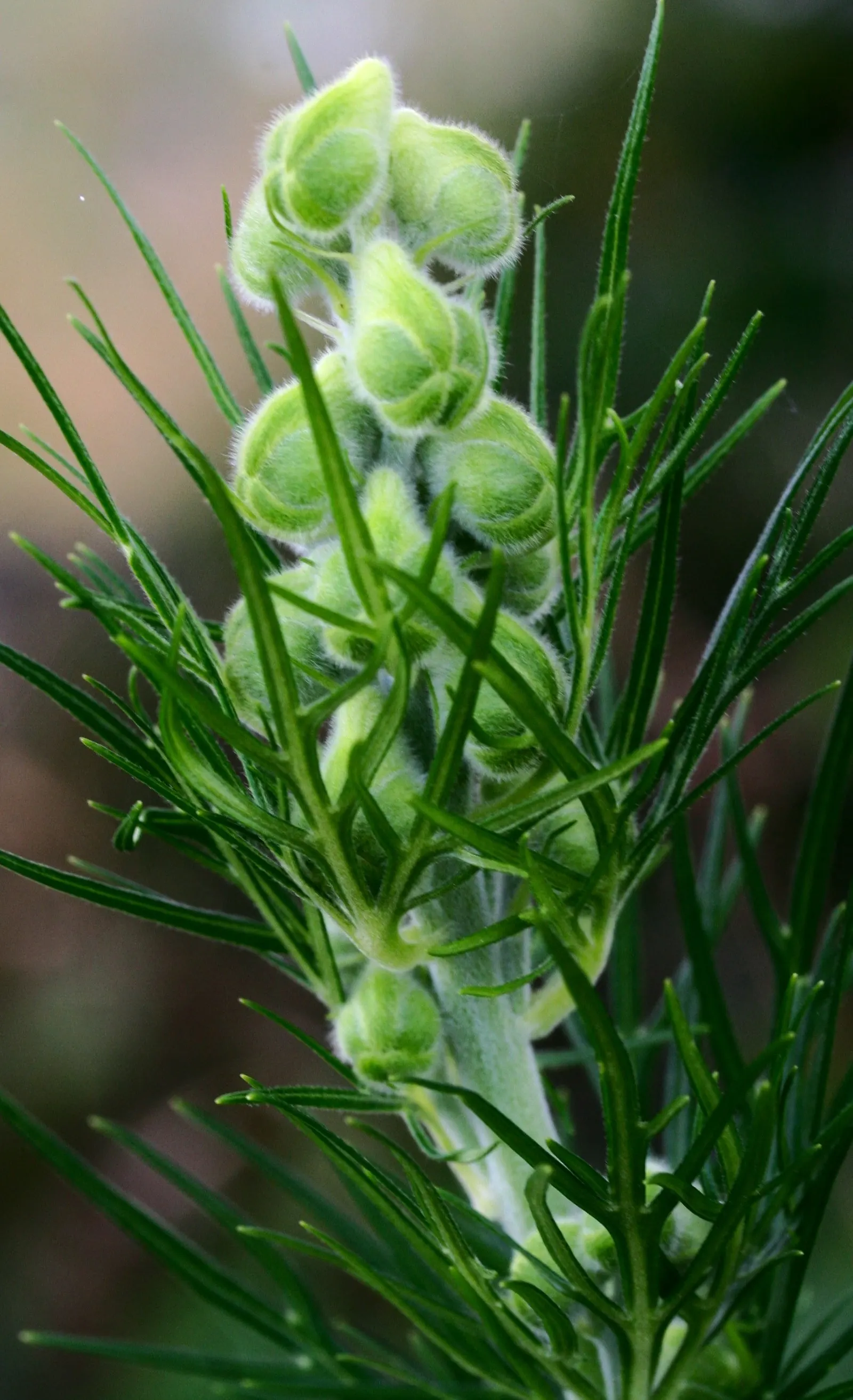 Monkshood (Aconitum Napellus) — reaches up to 4 feet tall