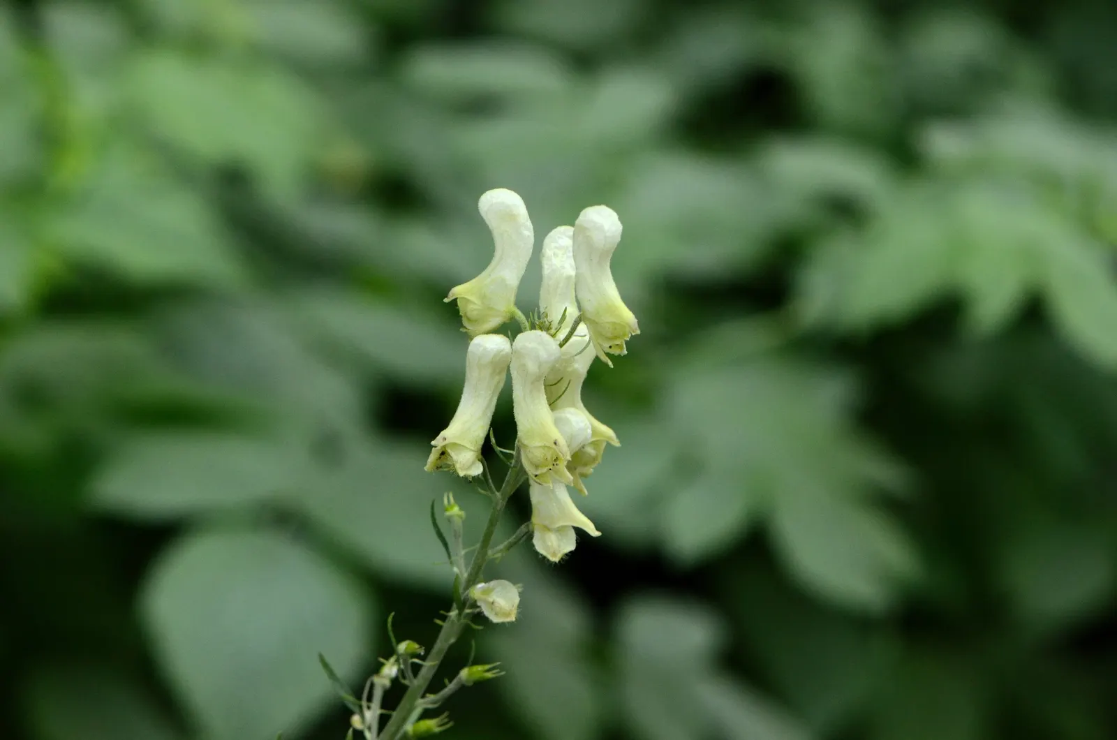 Monkshood (Aconitum Napellus) — as long as they are moist and well-draining.<br><br>Blooming from mid to late summer