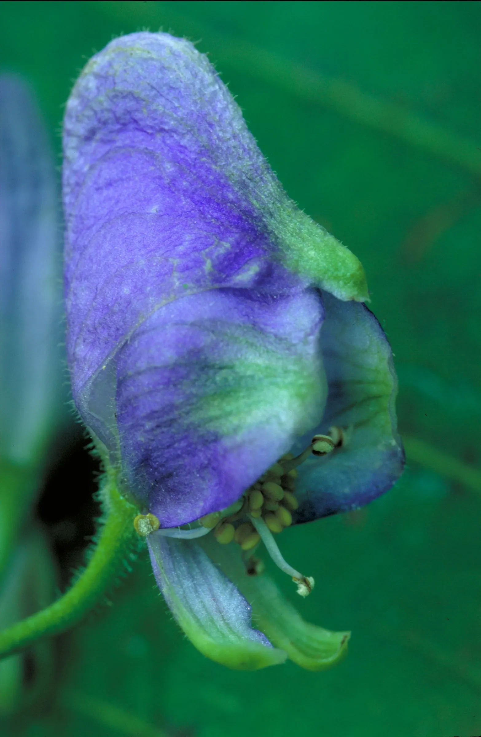 Monkshood (Aconitum Napellus) — This plant pairs well with ferns and astilbes, which complement its preferred conditions and flowering period; it, image 99