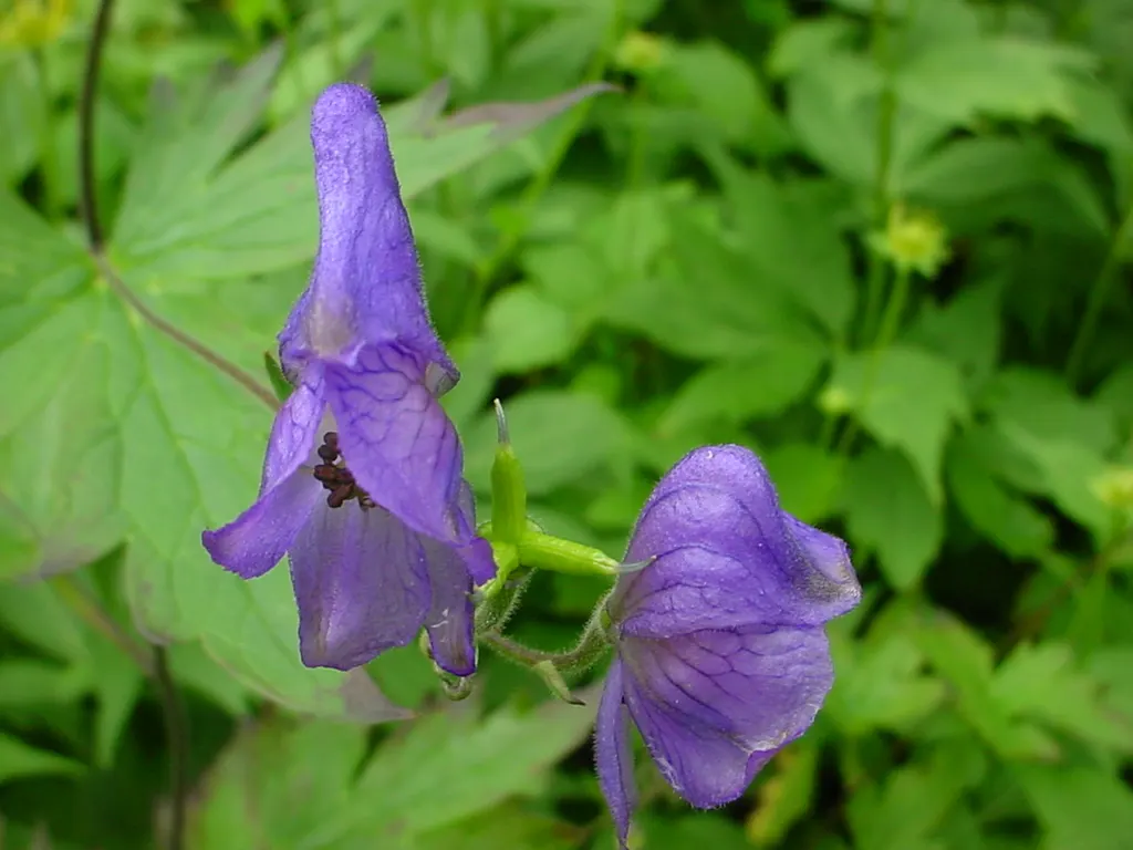 Monkshood (Aconitum Napellus) — is a striking perennial that offers distinct deep purple; scientifically known as Aconitum napellus, image 61