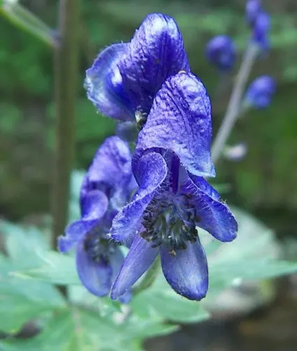 Monkshood (Aconitum Napellus) — reaches up to 4 feet tall; thriving in USDA Hardiness Zones 3 to 7, image 132