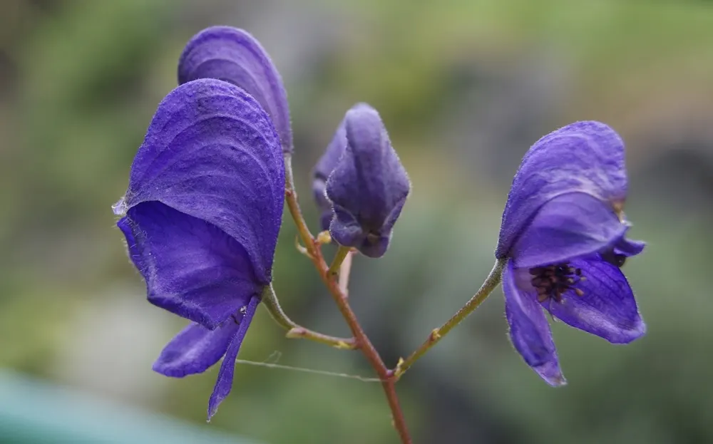 Monkshood (Aconitum Napellus) — Maintain a distance from edible plants and children's play areas; or behind shorter plants that contrast its deep purple hues