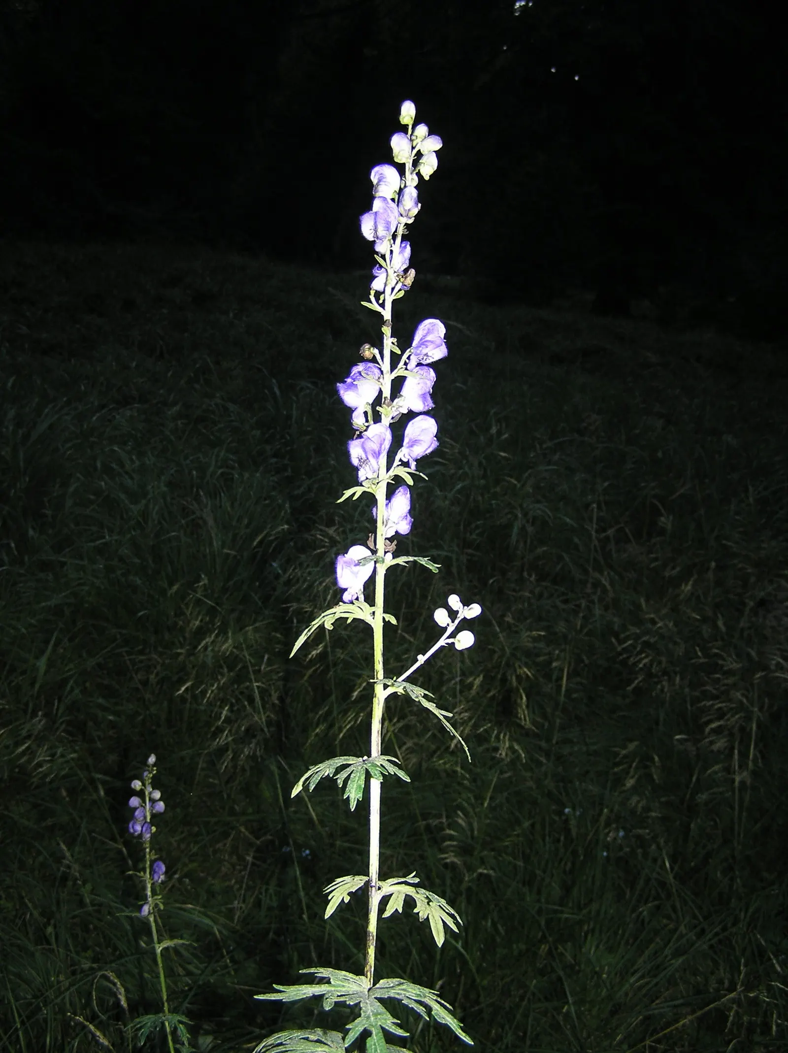 Monkshood (Aconitum Napellus) — Requiring minimal maintenance; this plant pairs well with ferns and astilbes, which complement its preferred conditions and