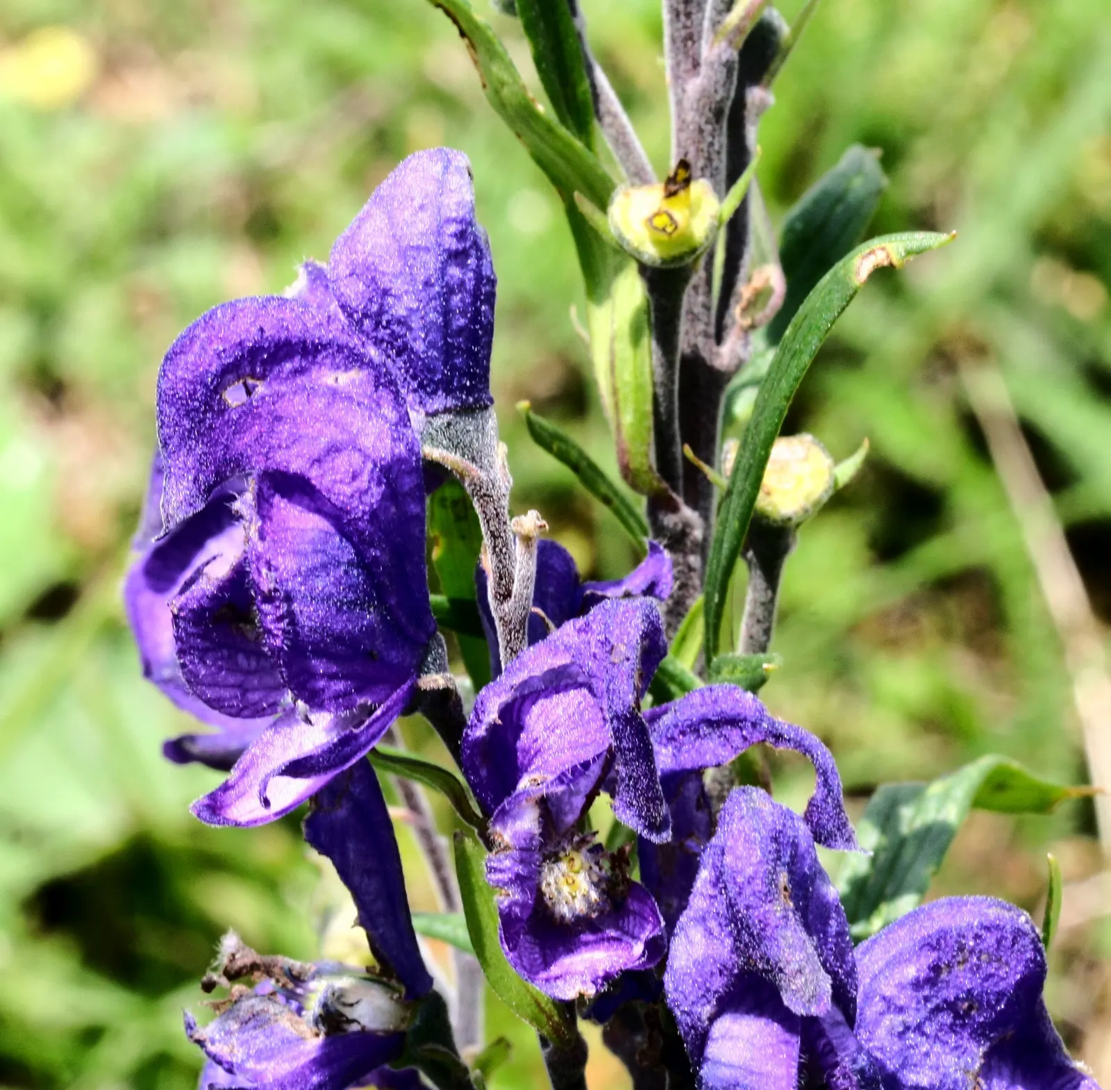 Monkshood (Aconitum Napellus) — or behind shorter plants that contrast its deep purple hues; maintain a distance from edible plants and children's, image 150