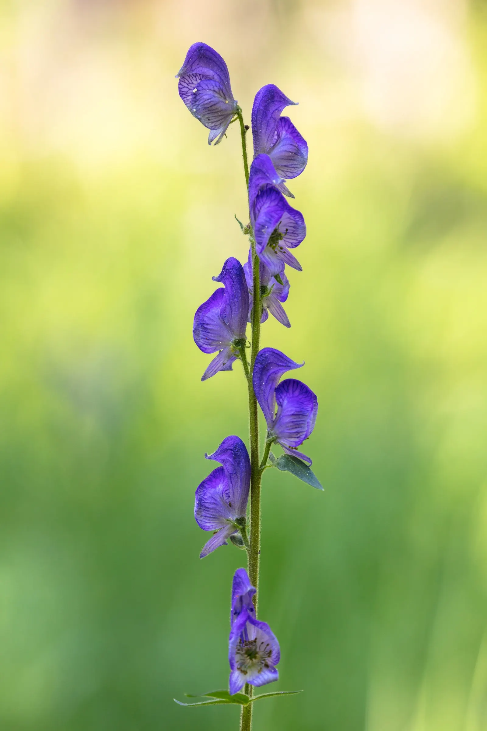 Monkshood (Aconitum Napellus) — Every part of the plant is poisonous if ingested; blue and white flowers in the garden, image 119