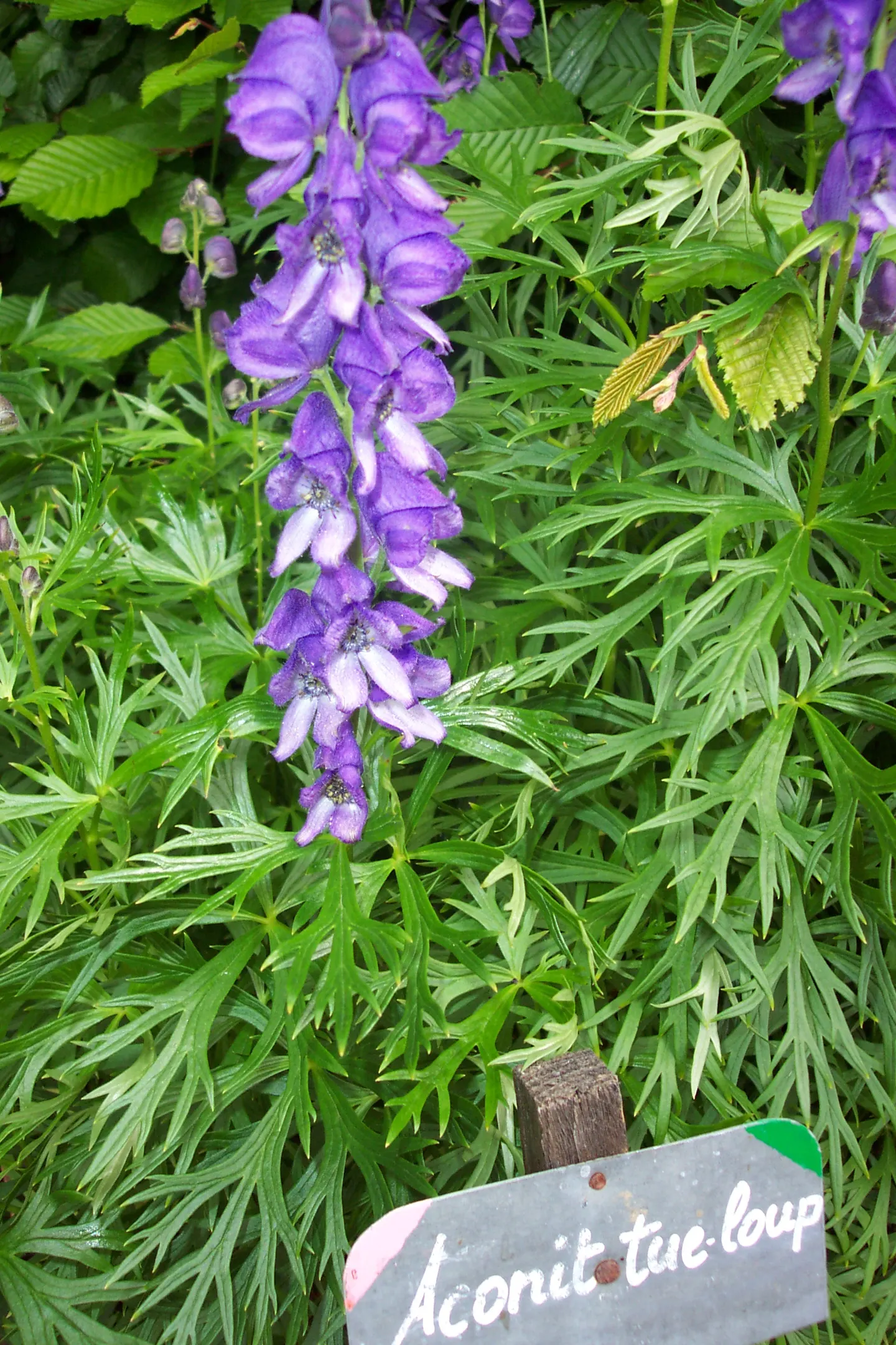 Monkshood (Aconitum Napellus) — prized for deep blue-violet flowers resembling medieval hoods; flowering midsummer to early fall, this perennial, image 79