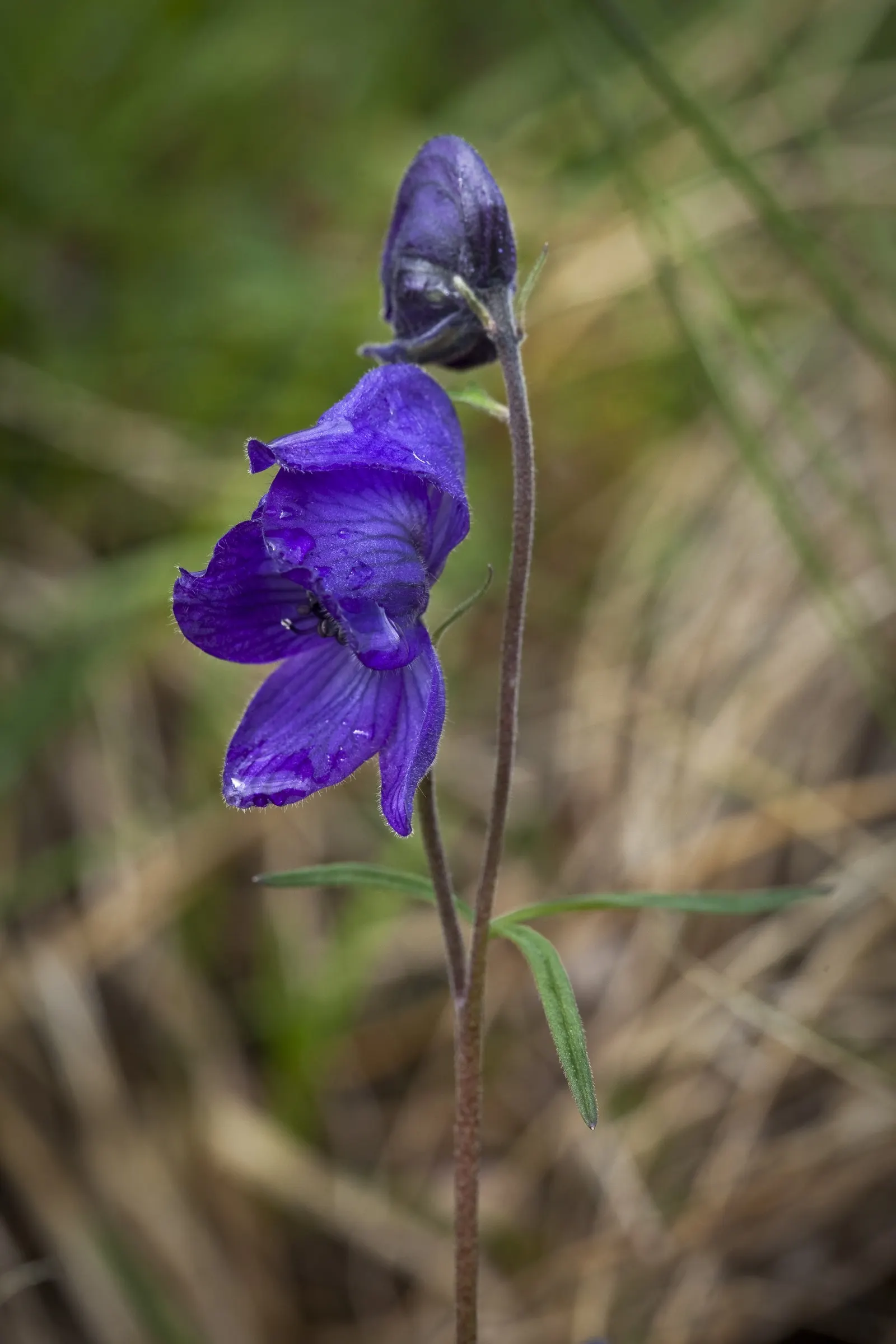 Monkshood (Aconitum Napellus) — or behind shorter plants that contrast its deep purple hues; maintain a distance from edible plants and children's play areas