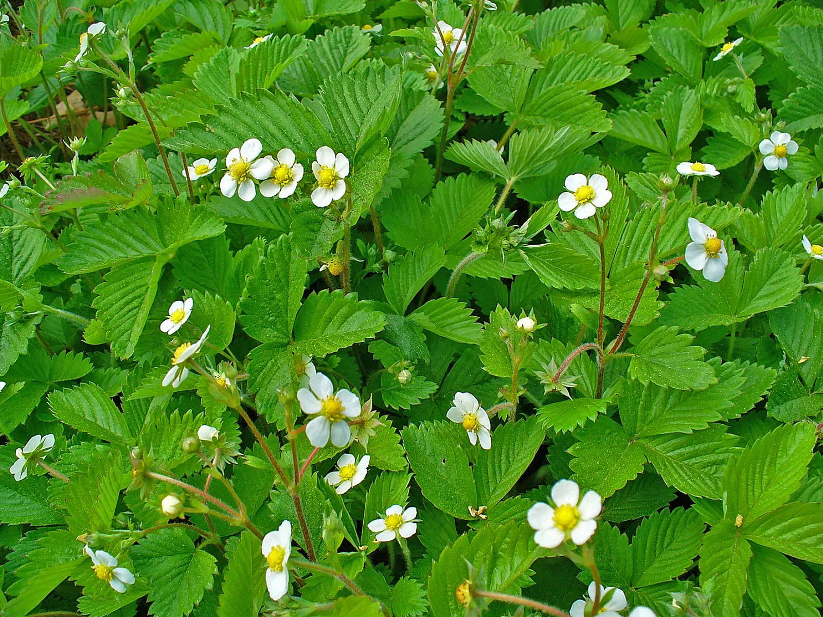 Woodland Strawberries (Fragaria 'Fraise Des Bois') — Reaching 6 inches tall with a 12-inch spread