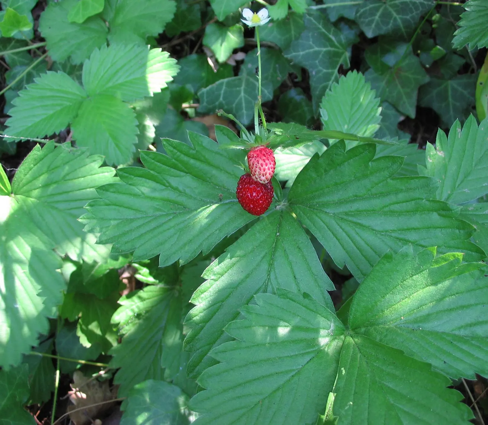 Woodland Strawberries (Fragaria 'Fraise Des Bois') — aromatic red berries.<br><br>The Woodland Strawberry typically reaches a modest height of 6 to 8 inches