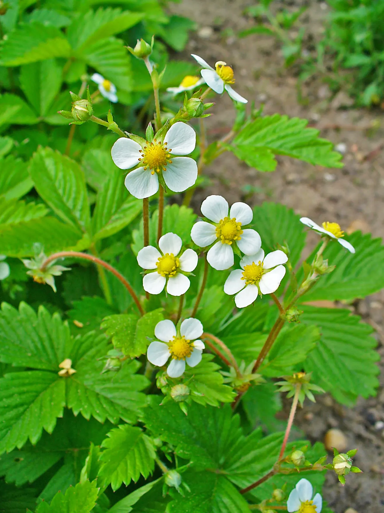 Woodland Strawberries (Fragaria 'Fraise Des Bois') — they're excellent for ground cover or edging