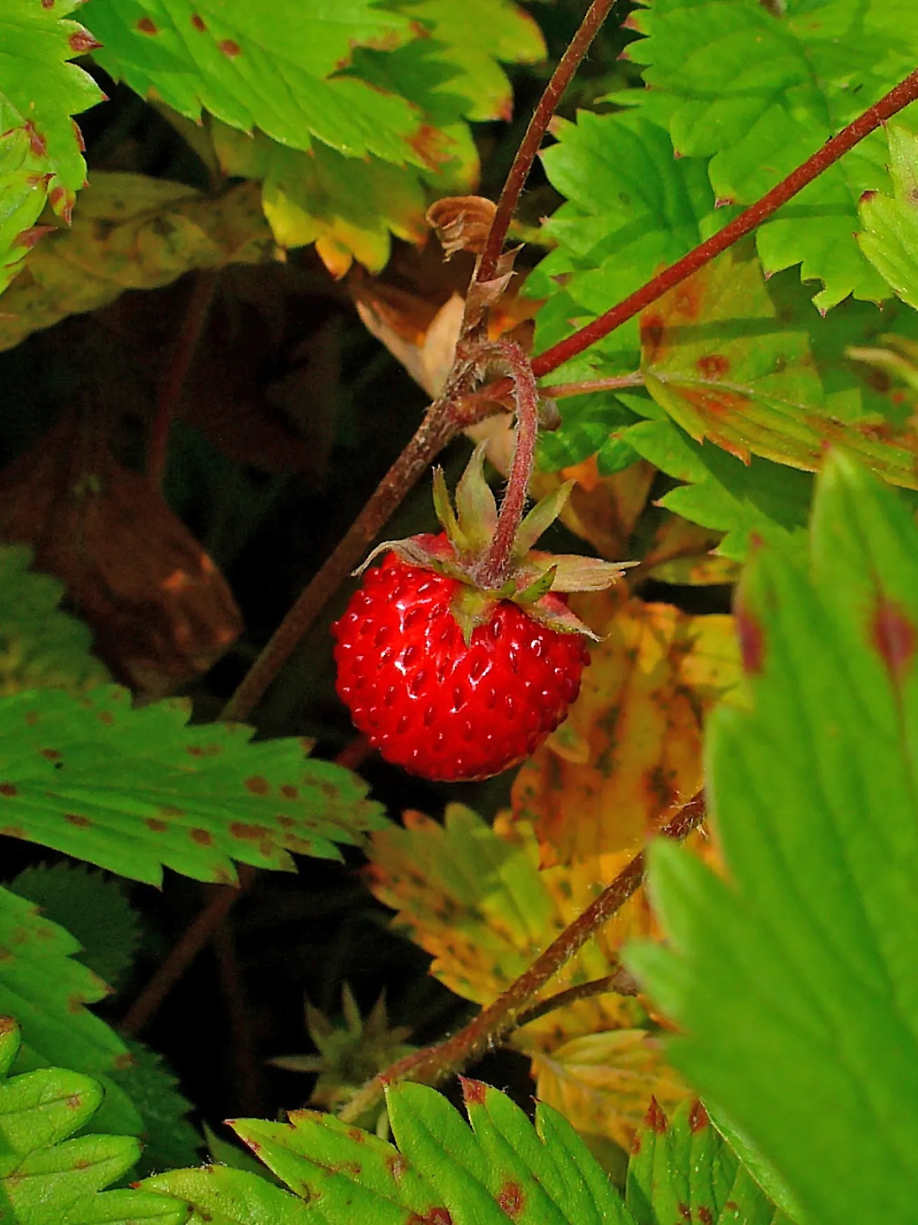 Woodland Strawberries (Fragaria 'Fraise Des Bois') — attracting pollinators while offering delightful fruits