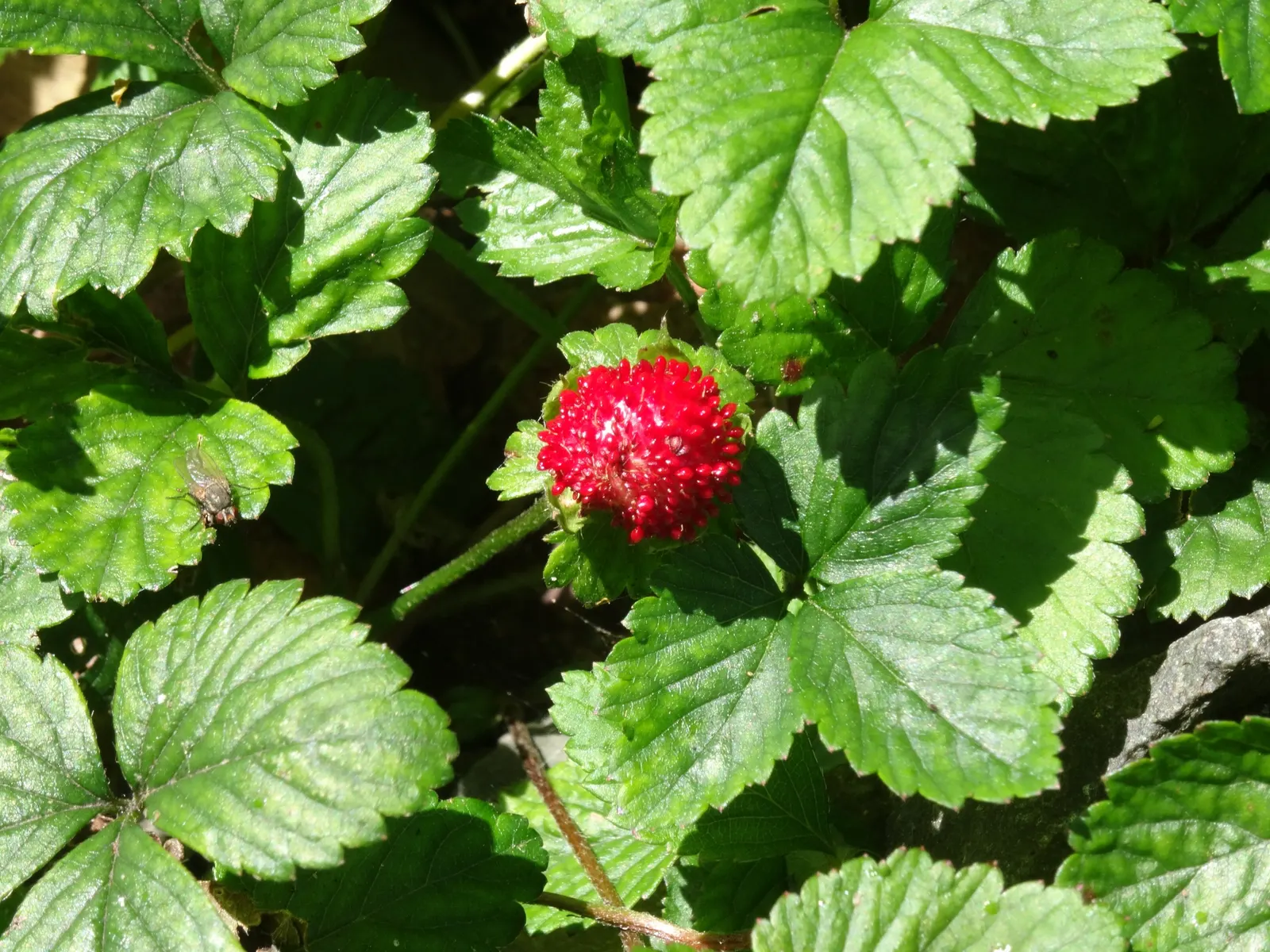 Woodland Strawberries (Fragaria 'Fraise Des Bois') — Thriving in zones 5-9, they prefer well-drained soil and part shade to full sun