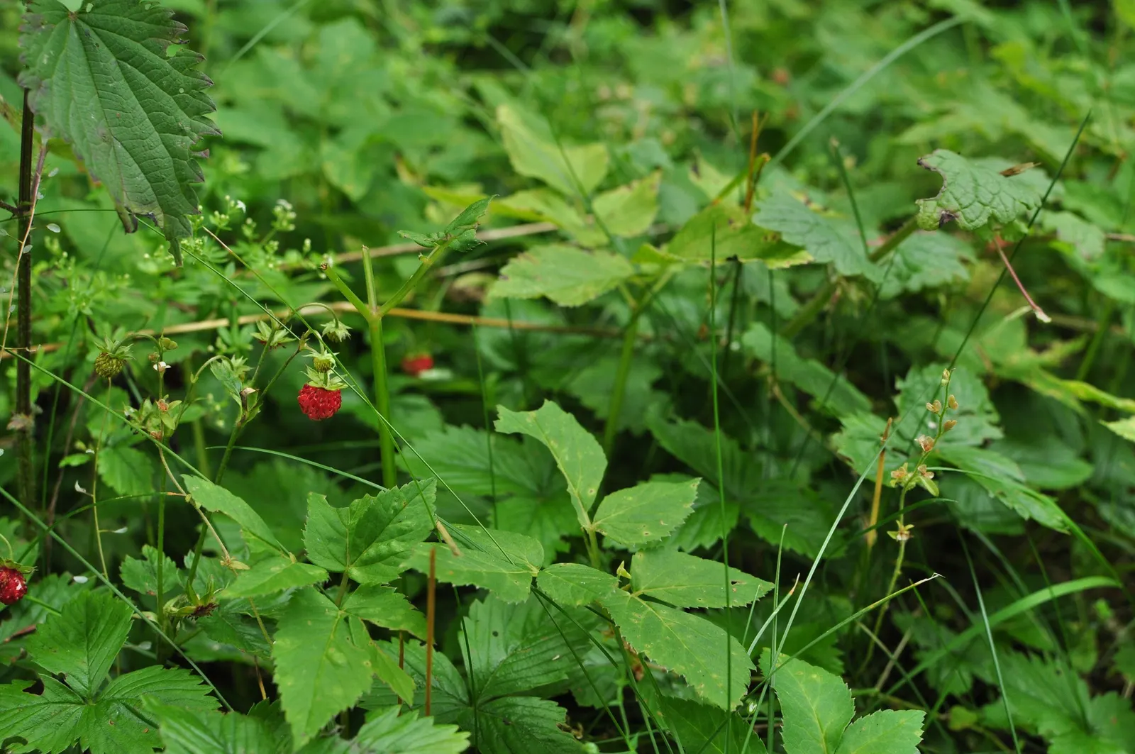 Woodland Strawberries (Fragaria 'Fraise Des Bois') — 0.5-1 inch diameter) beloved for their intense flavor