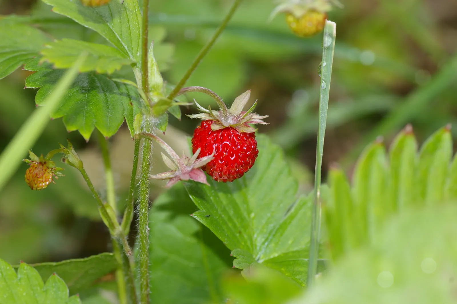 Woodland Strawberries (Fragaria 'Fraise Des Bois') — Bearing white blooms in spring, they yield small, aromatic strawberries (approx