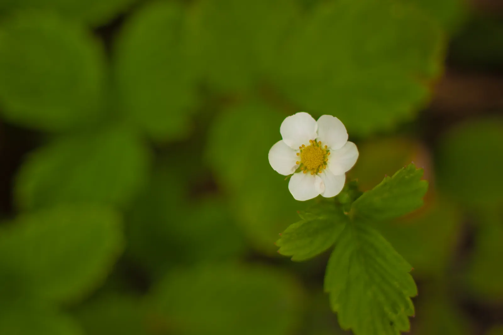 Woodland Strawberries (Fragaria 'Fraise Des Bois') — commonly known as Woodland Strawberry or "fraise des bois," is an enchanting addition to any garden