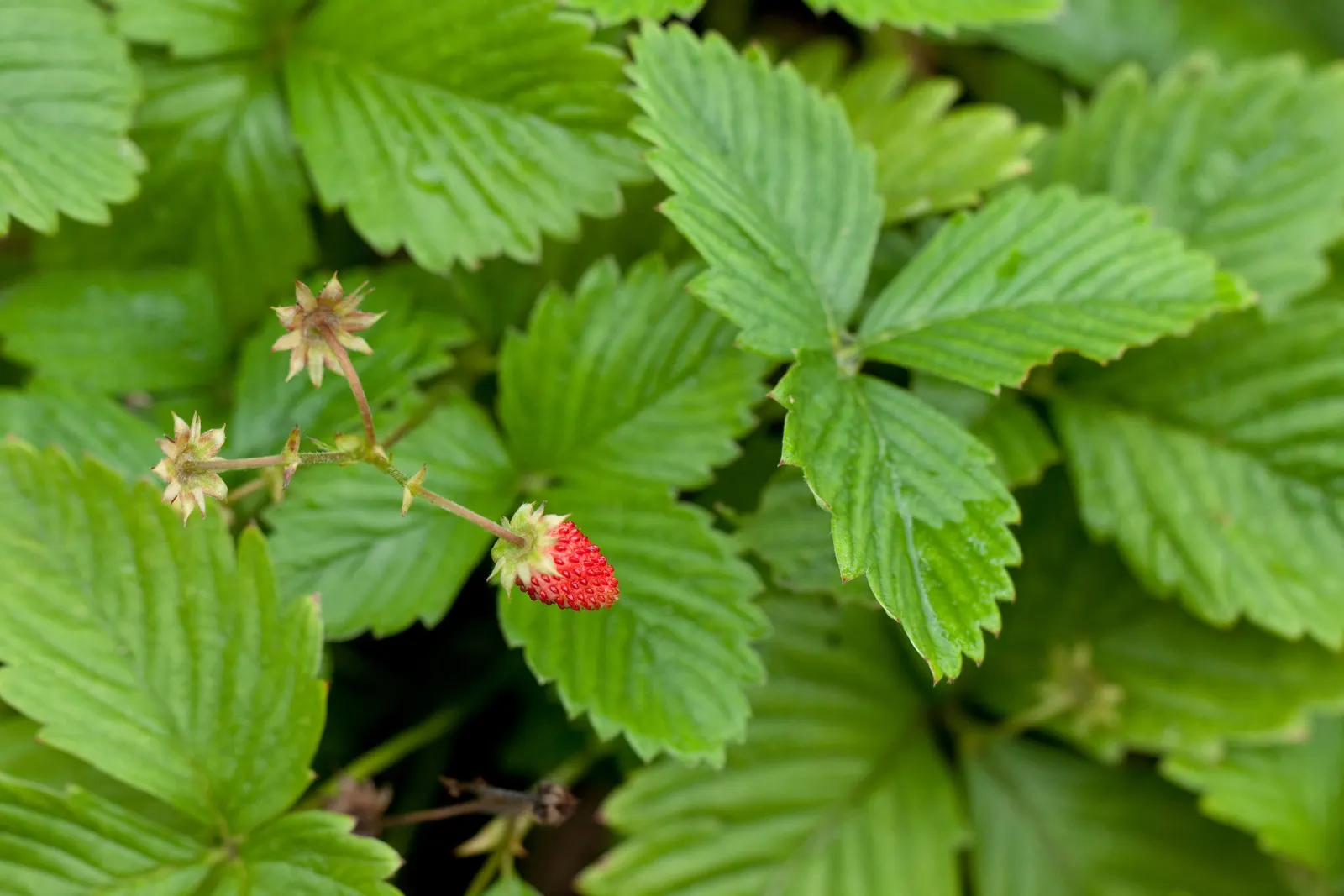 Woodland Strawberries (Fragaria 'Fraise Des Bois') — as filler between stepping stones