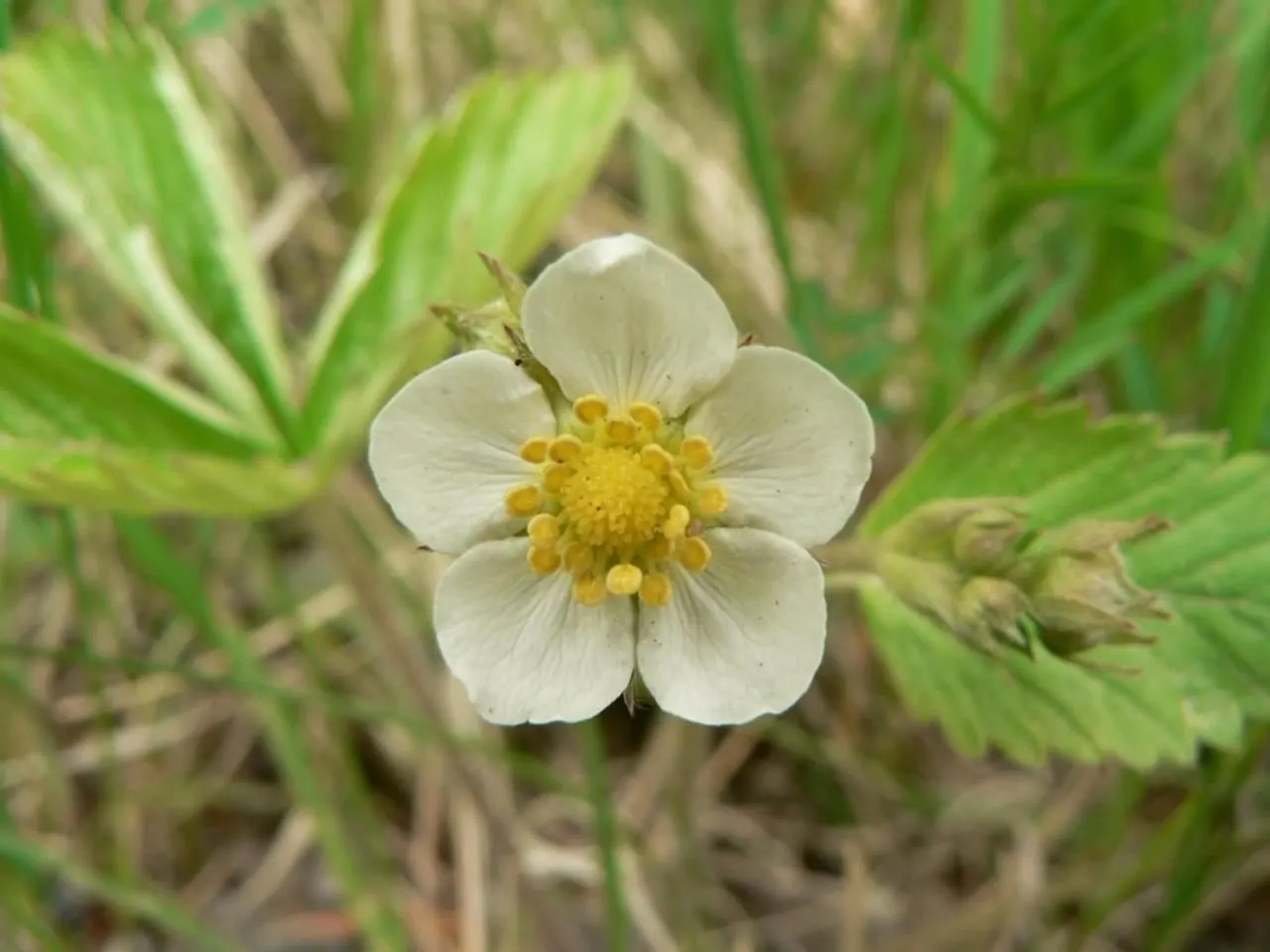 Woodland Strawberries (Fragaria 'Fraise Des Bois') — This manageable size also makes it ideal for edges of paths