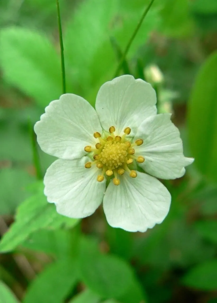 Woodland Strawberries (Fragaria 'Fraise Des Bois') — with a spread of approximately 12 inches