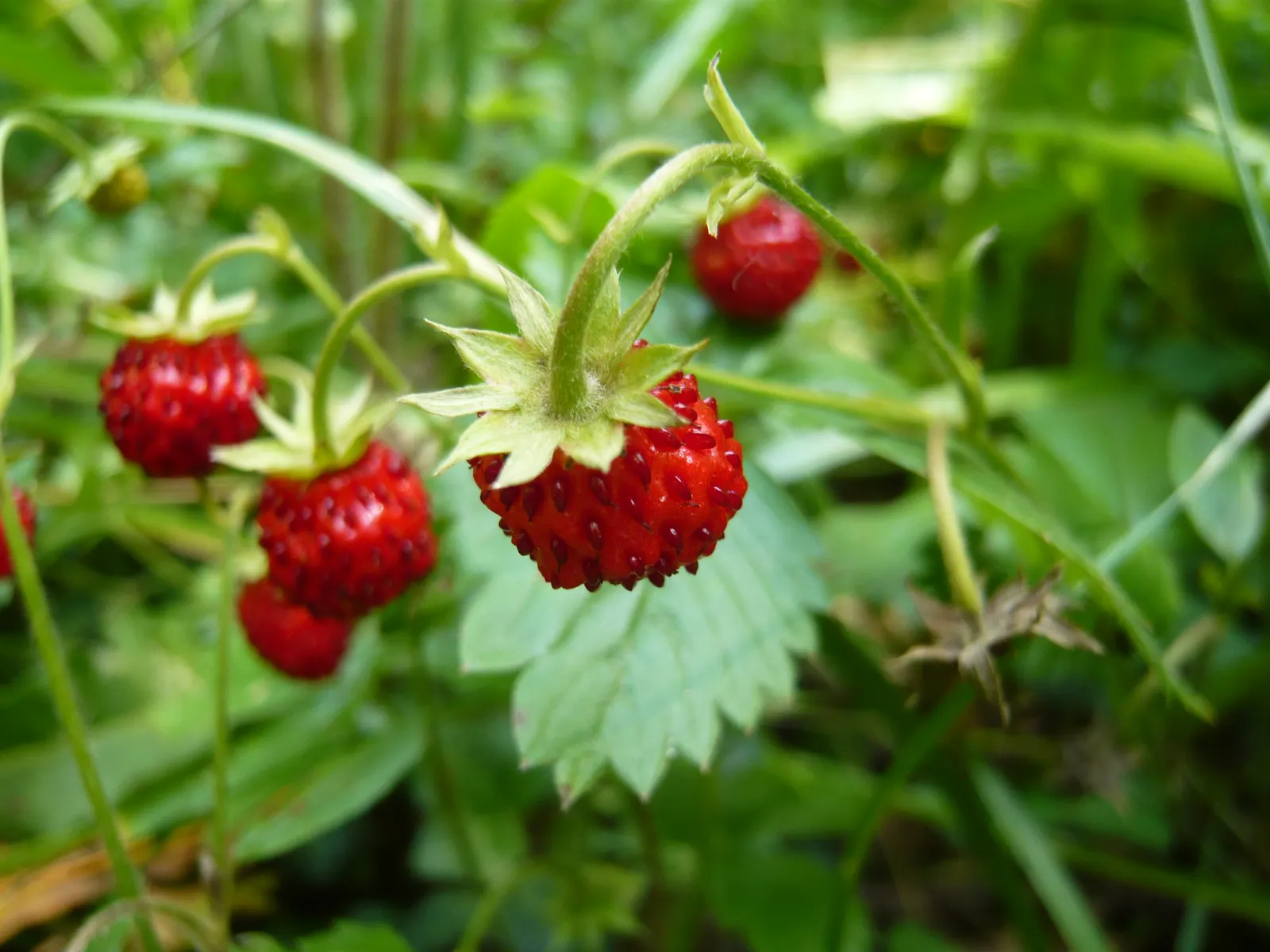 Woodland Strawberries (Fragaria 'Fraise Des Bois') — Fragaria 'fraise des bois', commonly known as Woodland Strawberries, are charming, low-growing perennials
