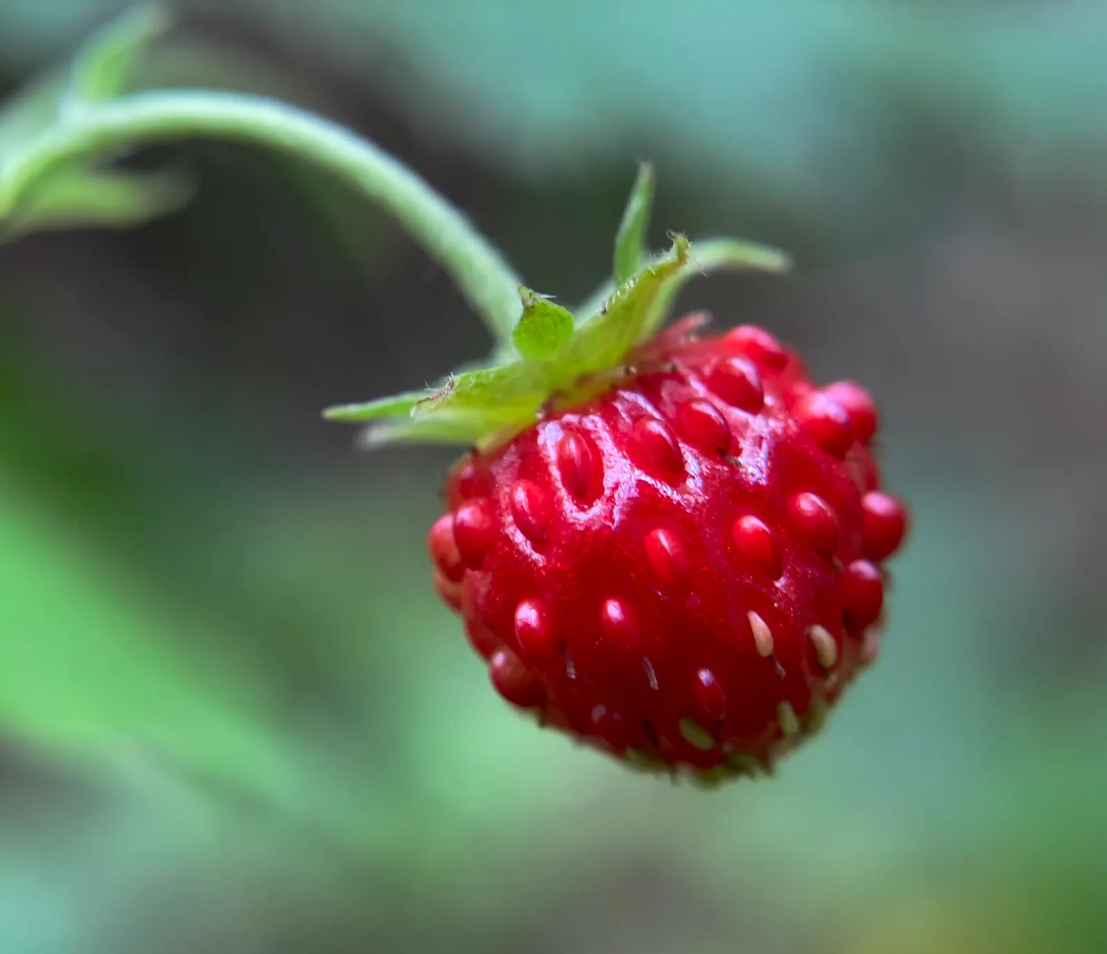 Woodland Strawberries (Fragaria 'Fraise Des Bois') — allowing it to serve as a charming ground cover