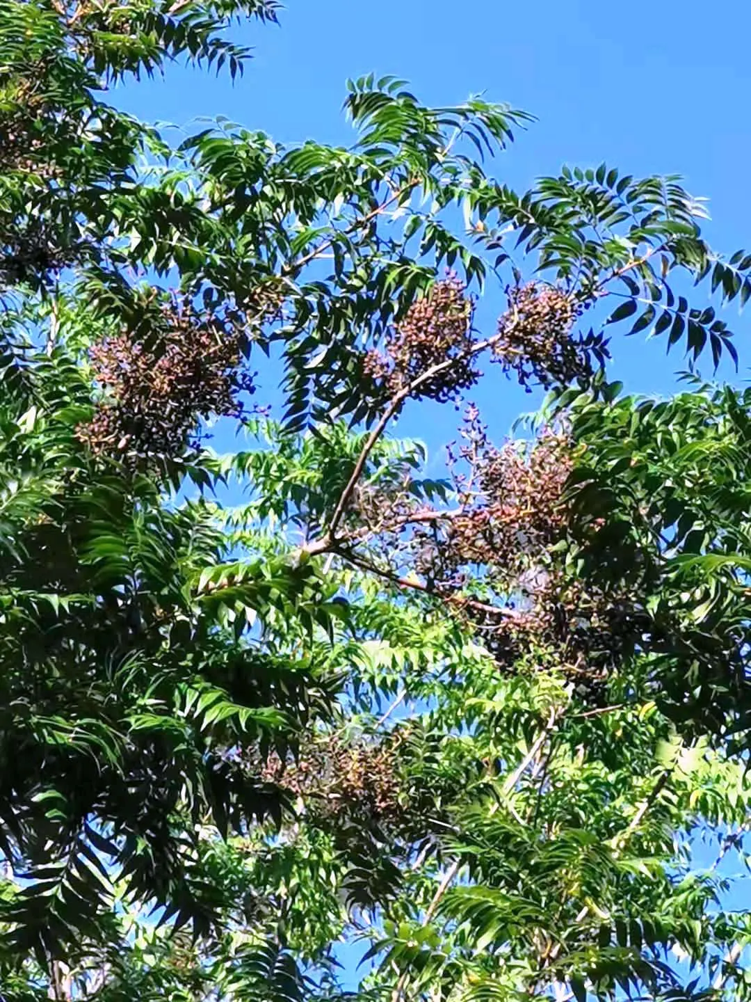 Chinese Pistache (Pistacia Chinensis) — pinnate leaves are deep green through spring and summer; they set the landscape ablaze with vibrant hues of orange