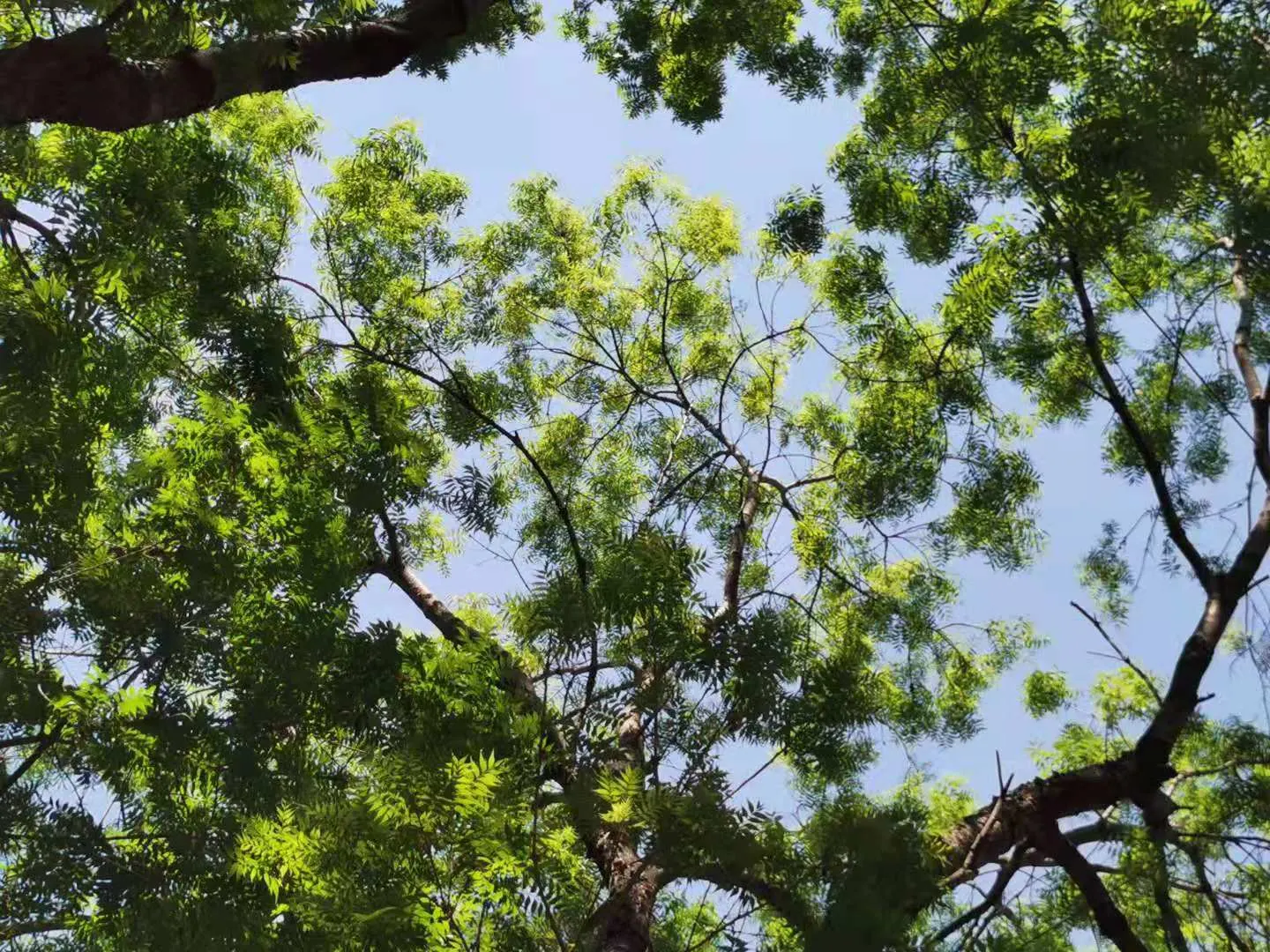 Chinese Pistache (Pistacia Chinensis) — from clay to loam to sand; the Chinese Pistache (Pistacia chinensis) is a deciduous tree with a notably graceful