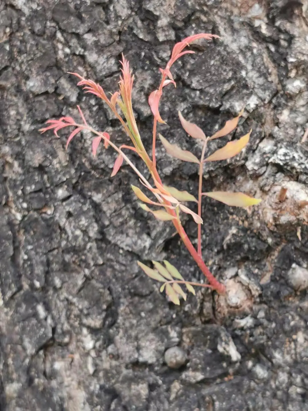 Chinese Pistache (Pistacia Chinensis) — deciduous tree reaching 25-35 feet in height with an equally wide canopy