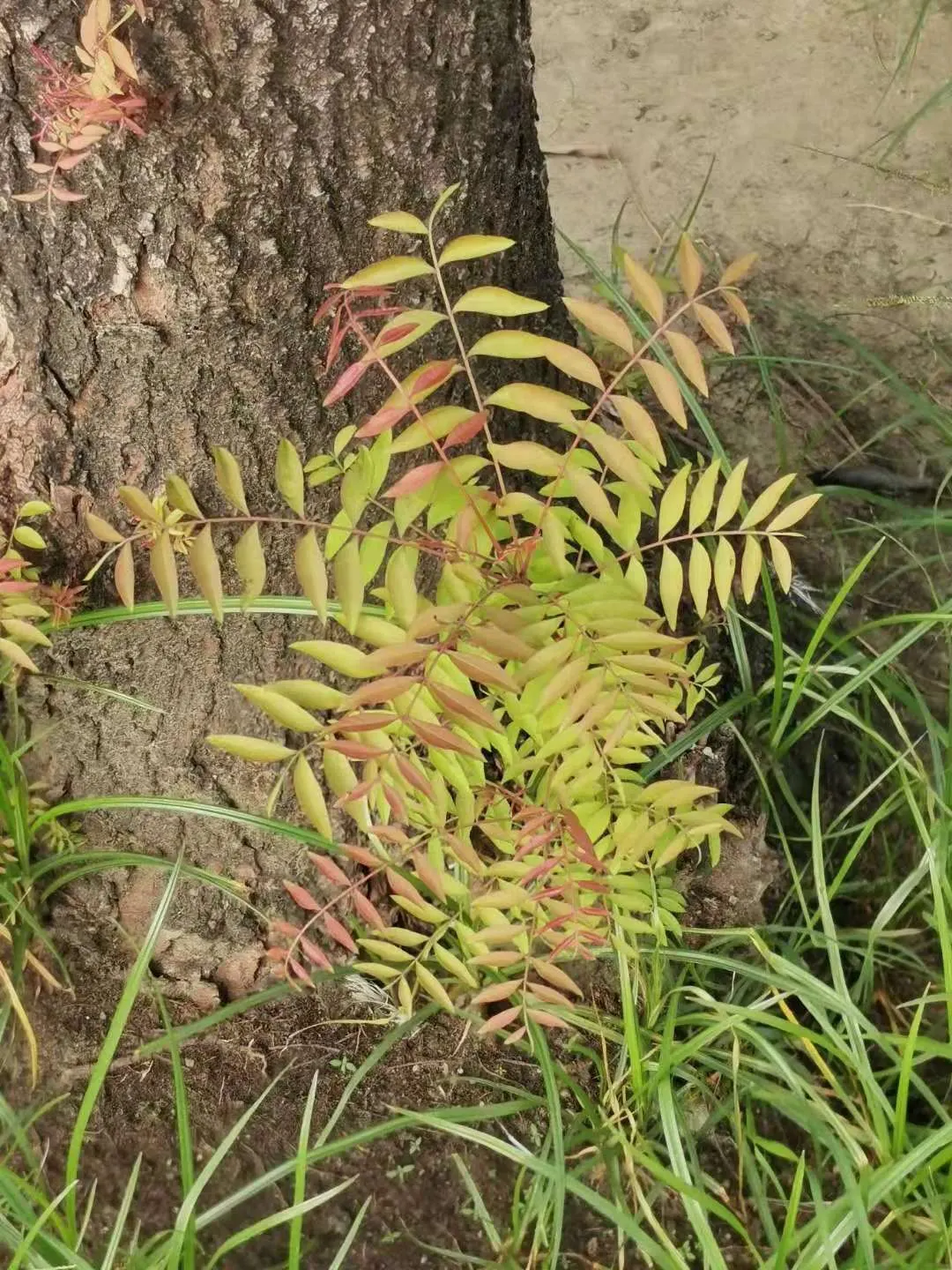 Chinese Pistache (Pistacia Chinensis) — from clay to loam to sand
